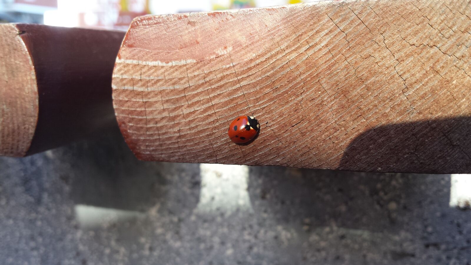 Samsung Galaxy S4 sample photo. Ladybug, insect, november photography