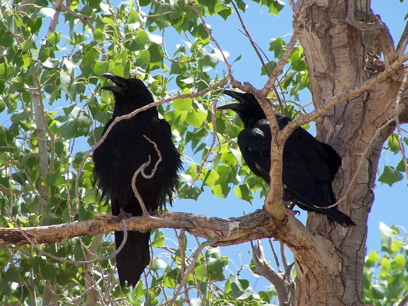 Kodak DX7590 ZOOM DIGITAL CAMERA sample photo. Common ravens, blackbirds, corvus photography