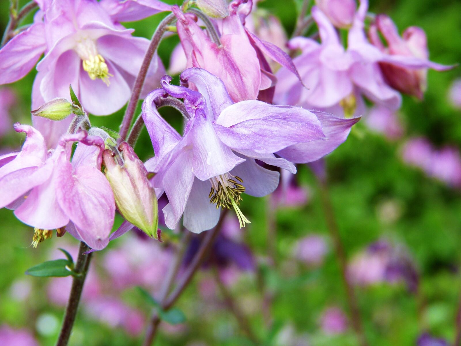 Panasonic Lumix DMC-FZ150 sample photo. Columbine, wild flower, blossom photography