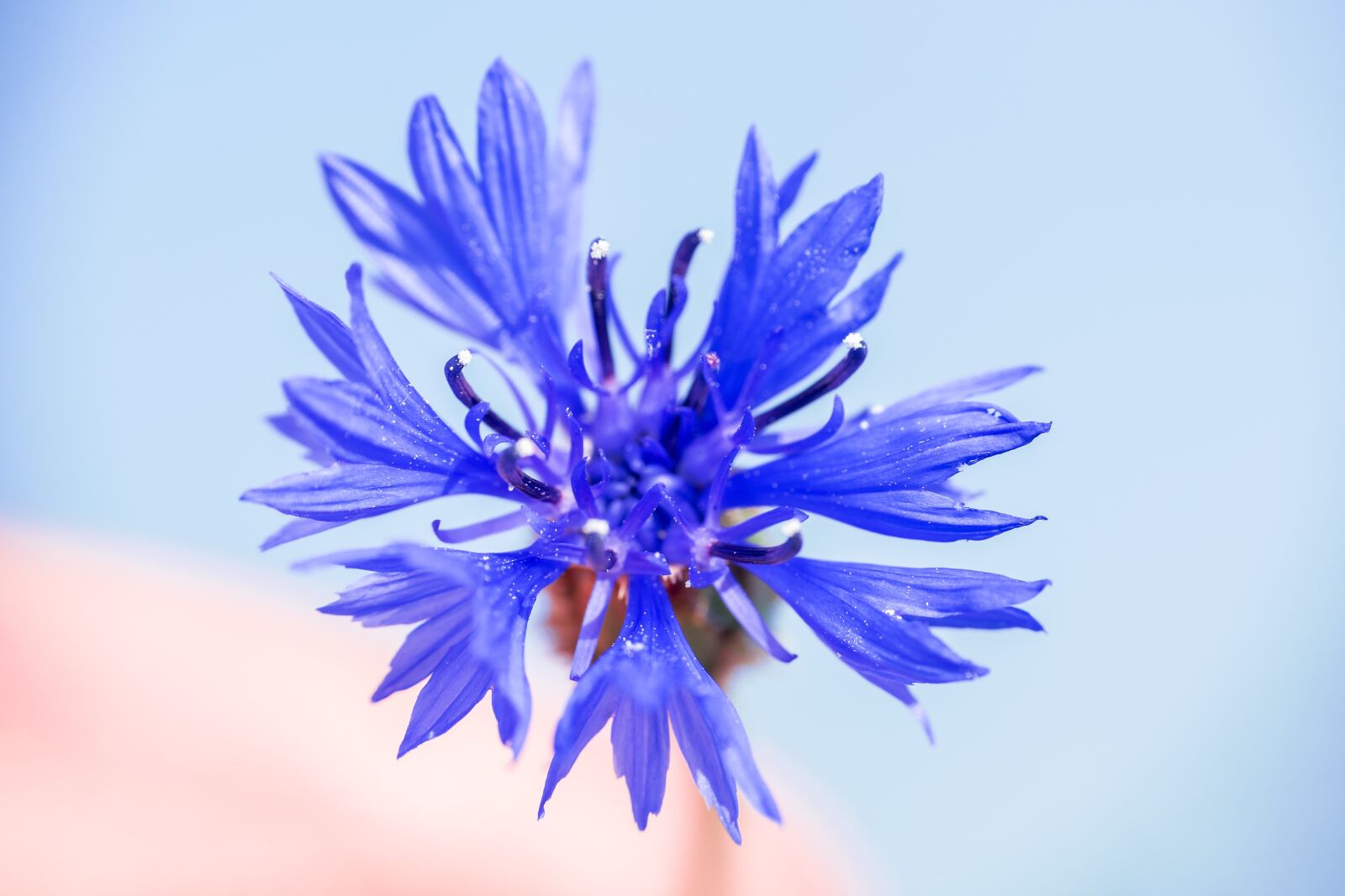 Canon EOS 5D Mark III + Canon EF 100mm F2.8 Macro USM sample photo. Flower, plant, nature photography