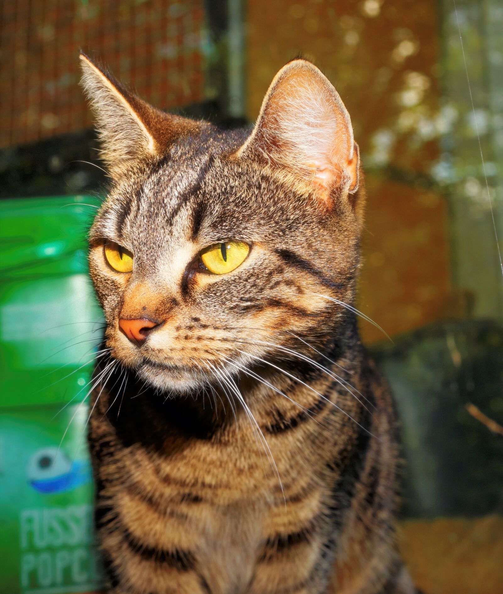 Sony a99 II sample photo. Cat, female, pet photography
