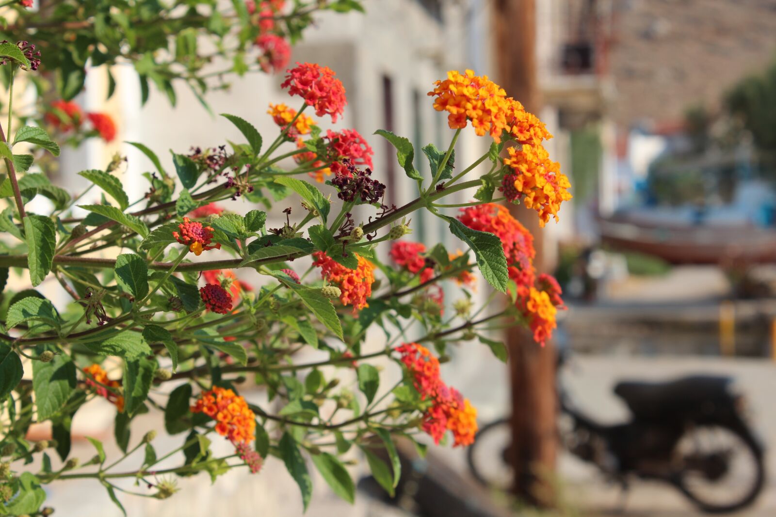 Canon EOS 600D (Rebel EOS T3i / EOS Kiss X5) sample photo. Flower, nature, flora photography