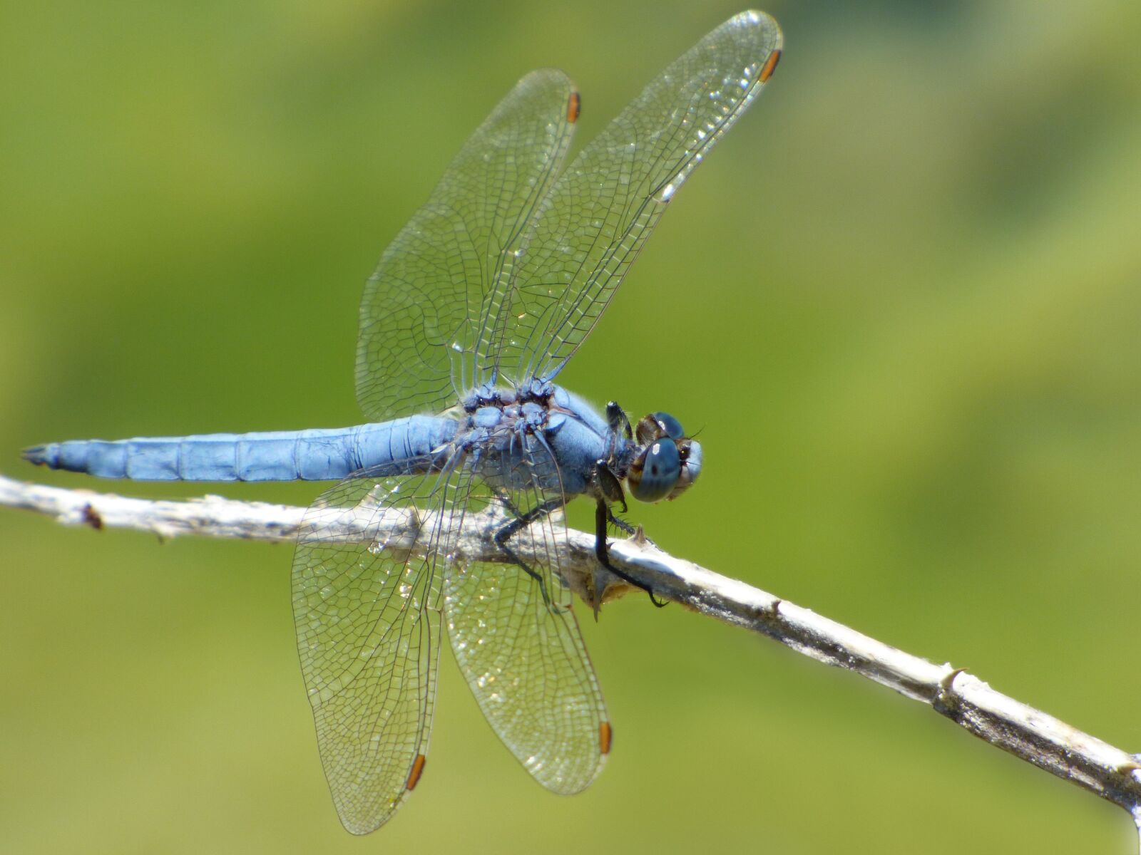 Panasonic Lumix DMC-FZ70 sample photo. Blue dragonfly, branch, orthetrum photography
