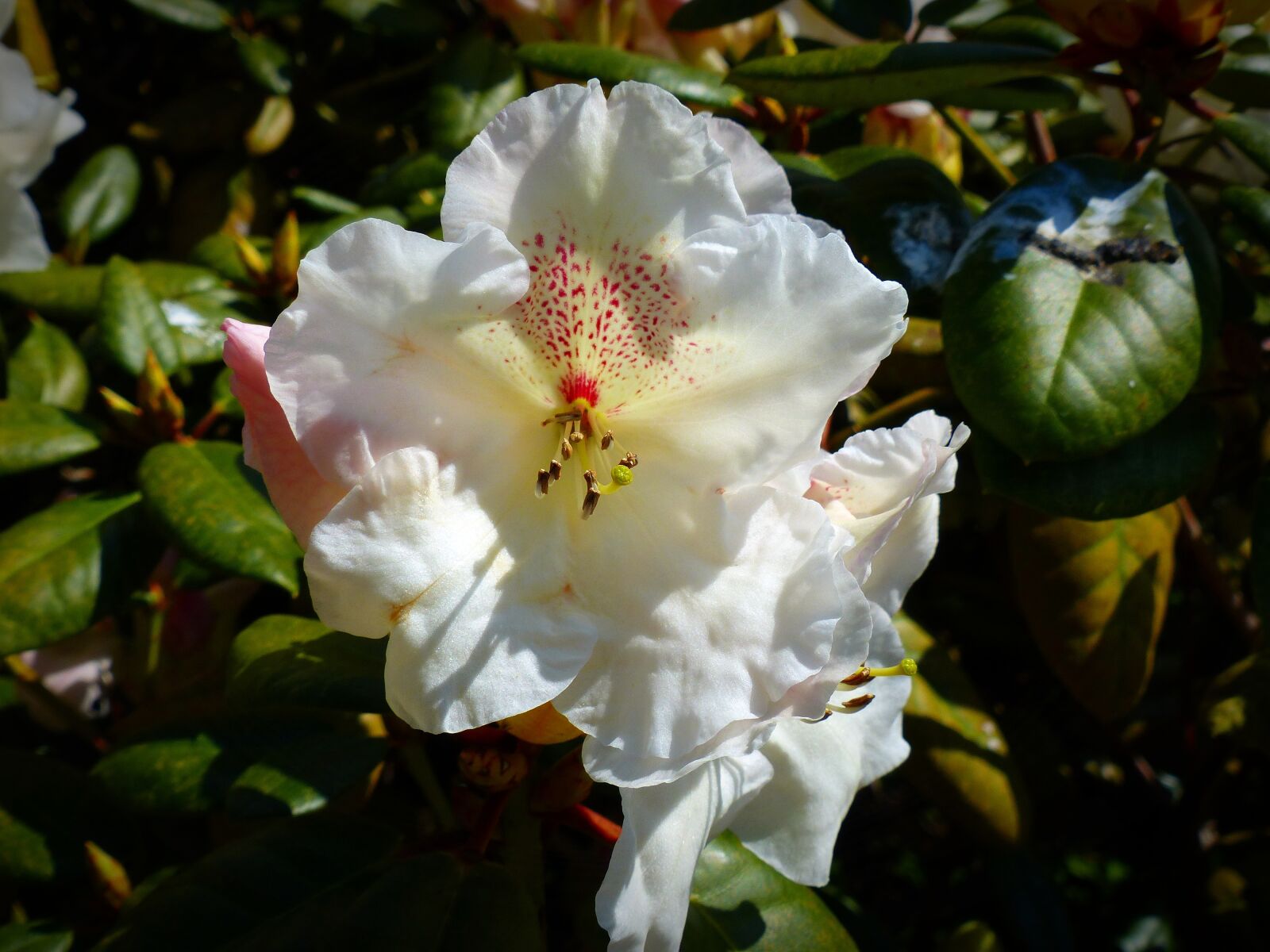 Panasonic Lumix DMC-FZ200 sample photo. Flower, blossom, bloom photography