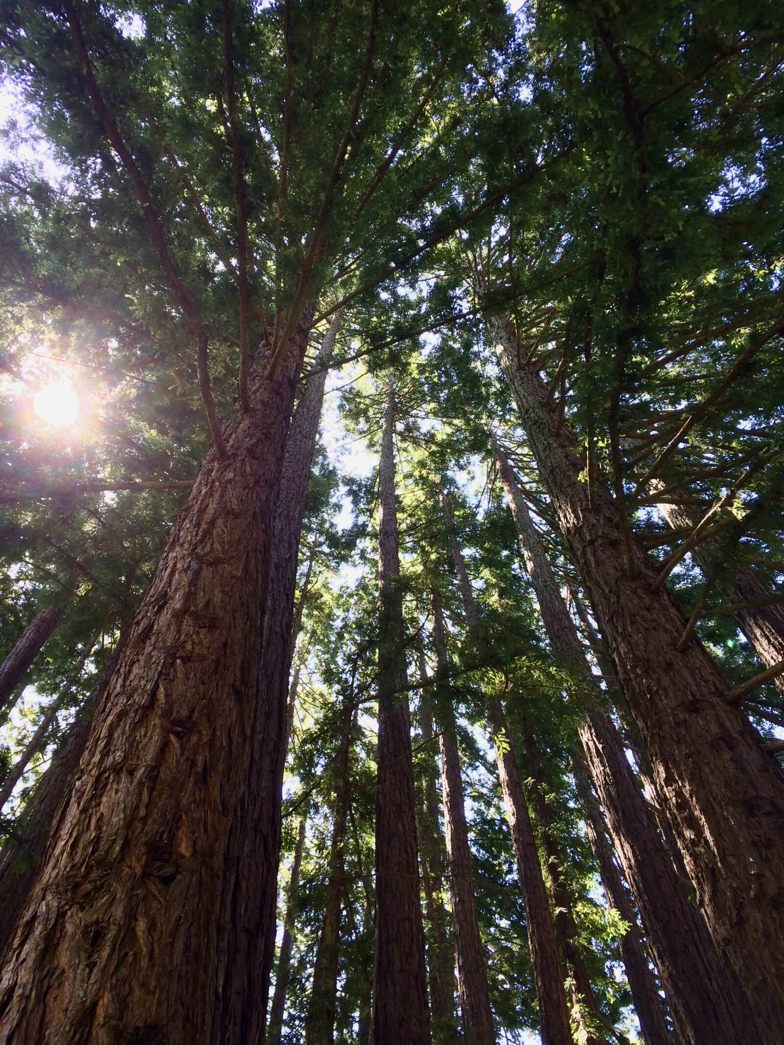 iPhone 5s back camera 4.15mm f/2.2 sample photo. Santa, cruz, trees photography