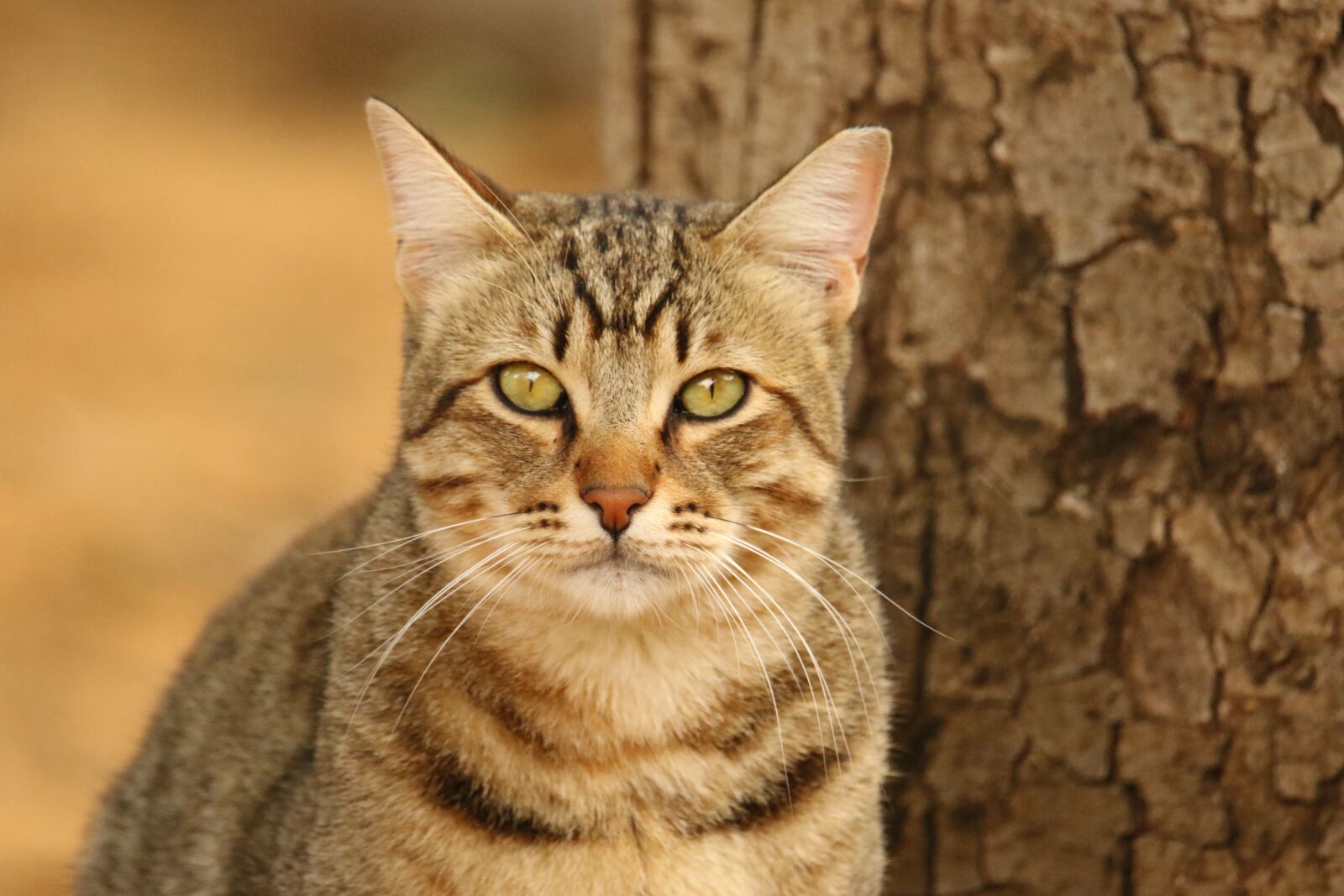 Canon EOS 7D Mark II sample photo. Animal, cat, fur photography