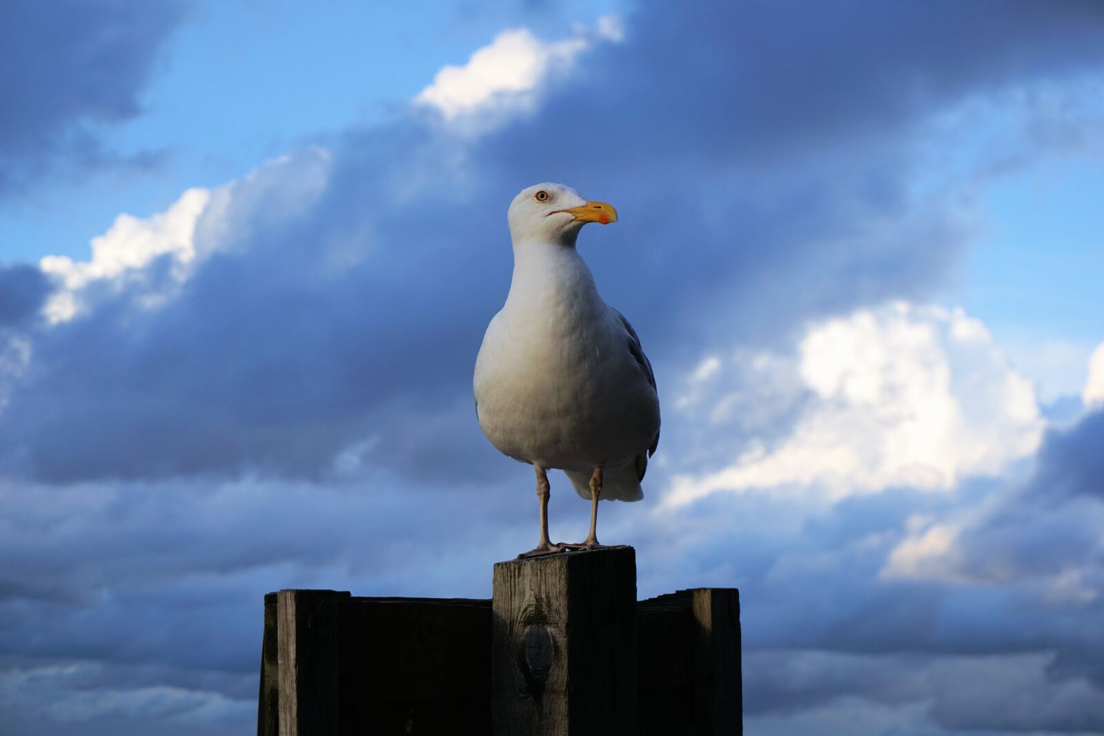 Sony a6000 sample photo. Seagull, seevogel, baltic sea photography