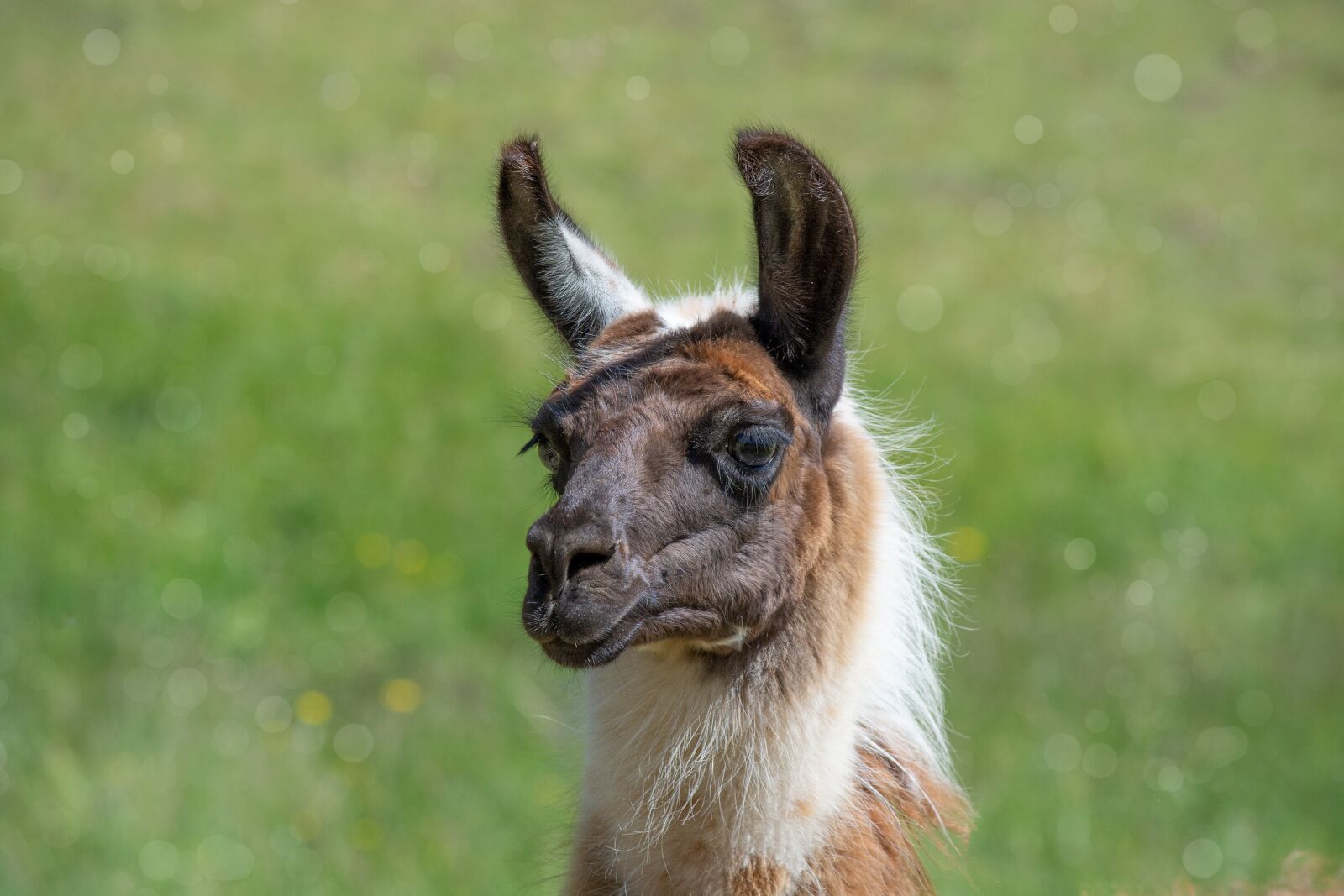Nikon D7100 sample photo. Llama, animal, mammal photography