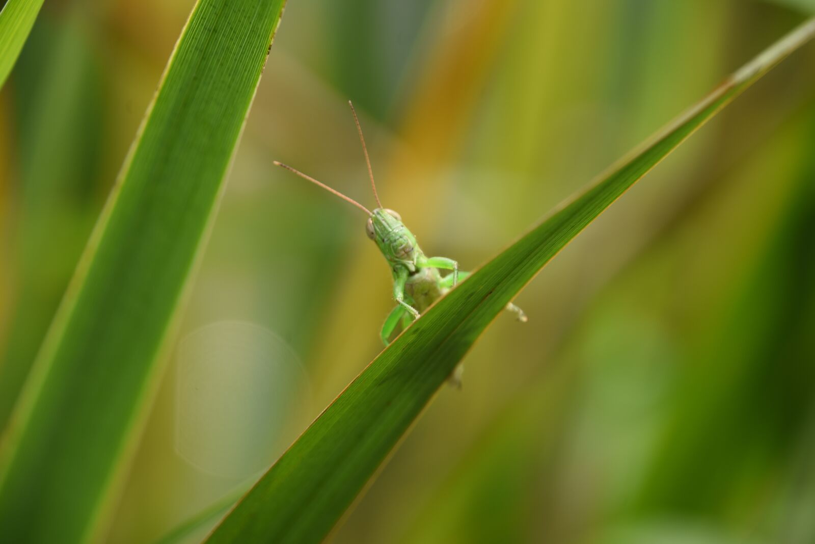 Nikon D7200 sample photo. Grasshopper, insect, green photography