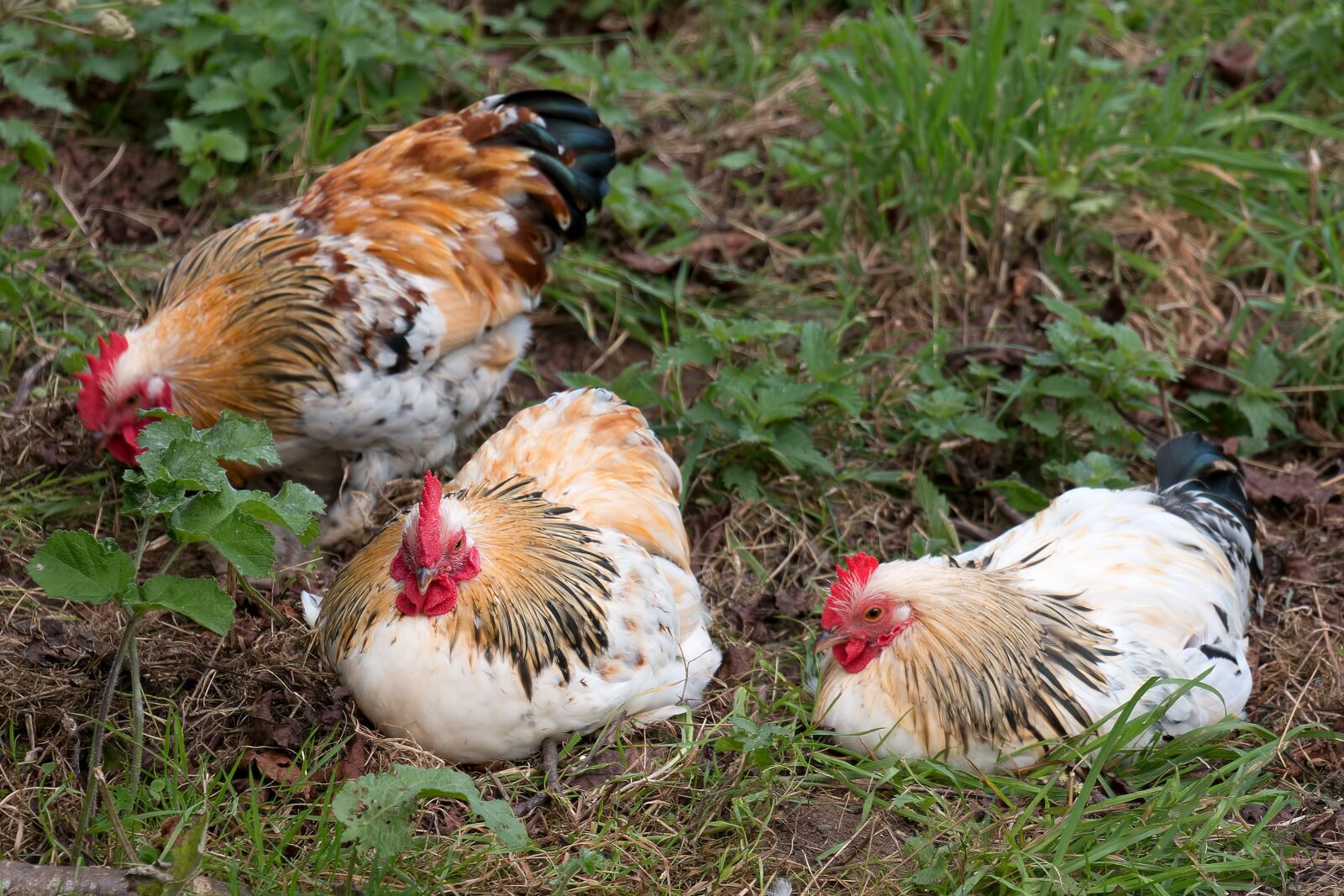 Canon EOS 70D sample photo. Chickens, hens, livestock photography