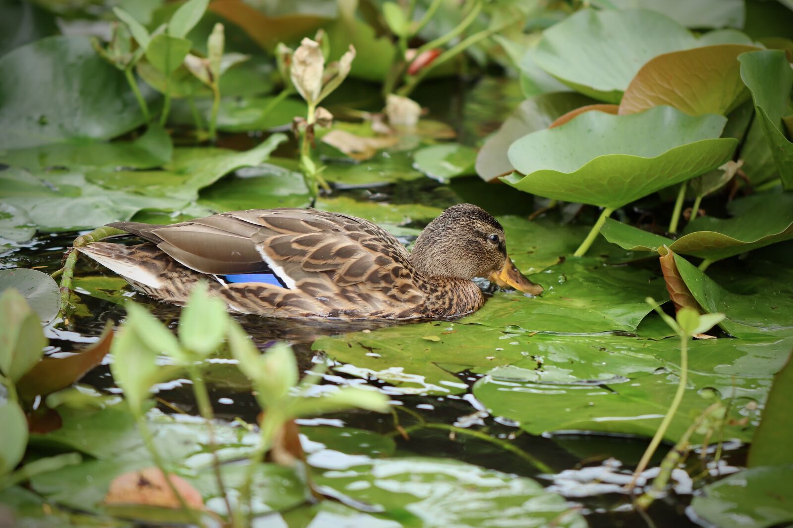 Canon EOS 800D (EOS Rebel T7i / EOS Kiss X9i) sample photo. Duck, mallard, water bird photography