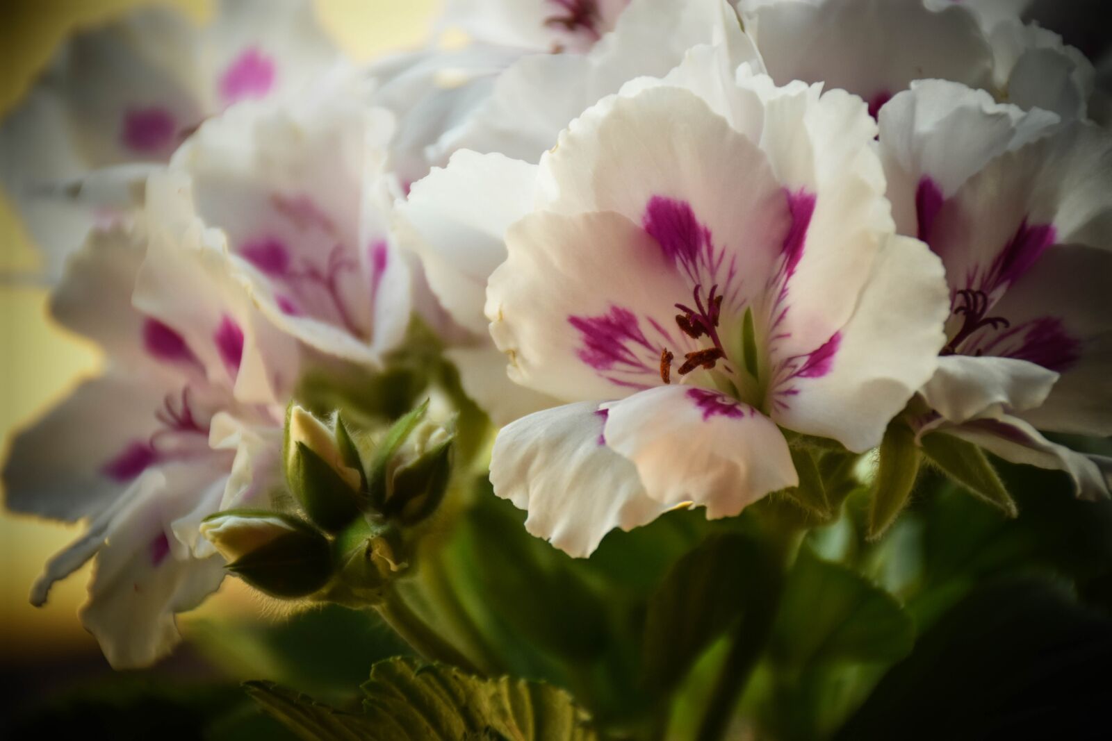 Nikon D5600 sample photo. Flower, plant, nature photography