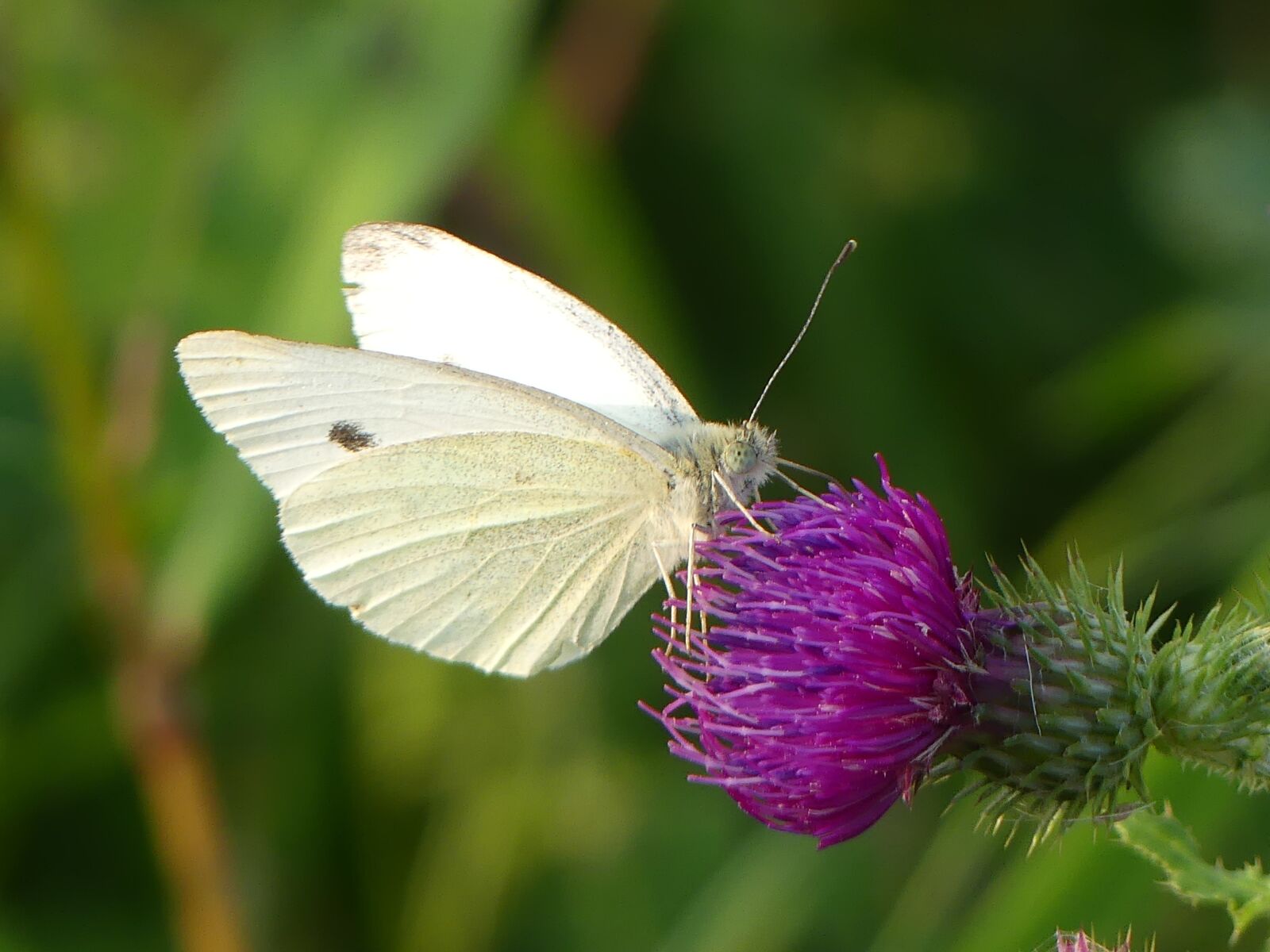 Panasonic Lumix DMC-FZ300 sample photo. White, butterfly, vanessa cardui photography
