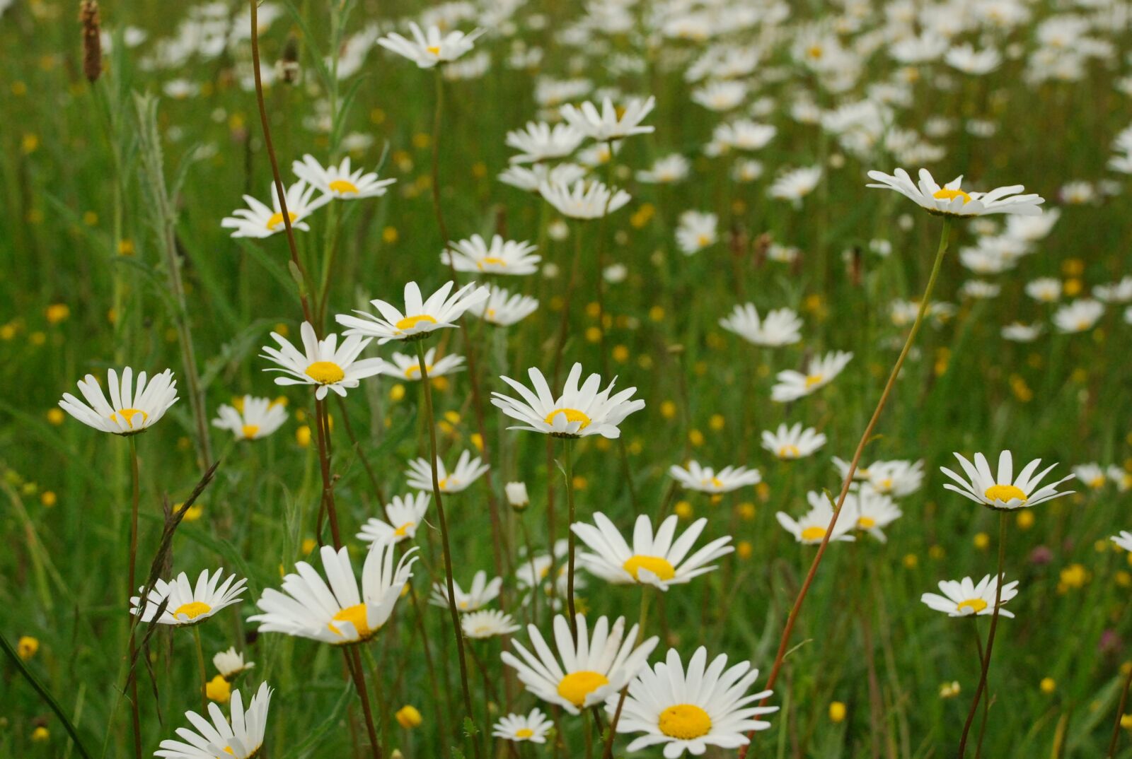Nikon D80 sample photo. Daisy, margaritas, flowers photography