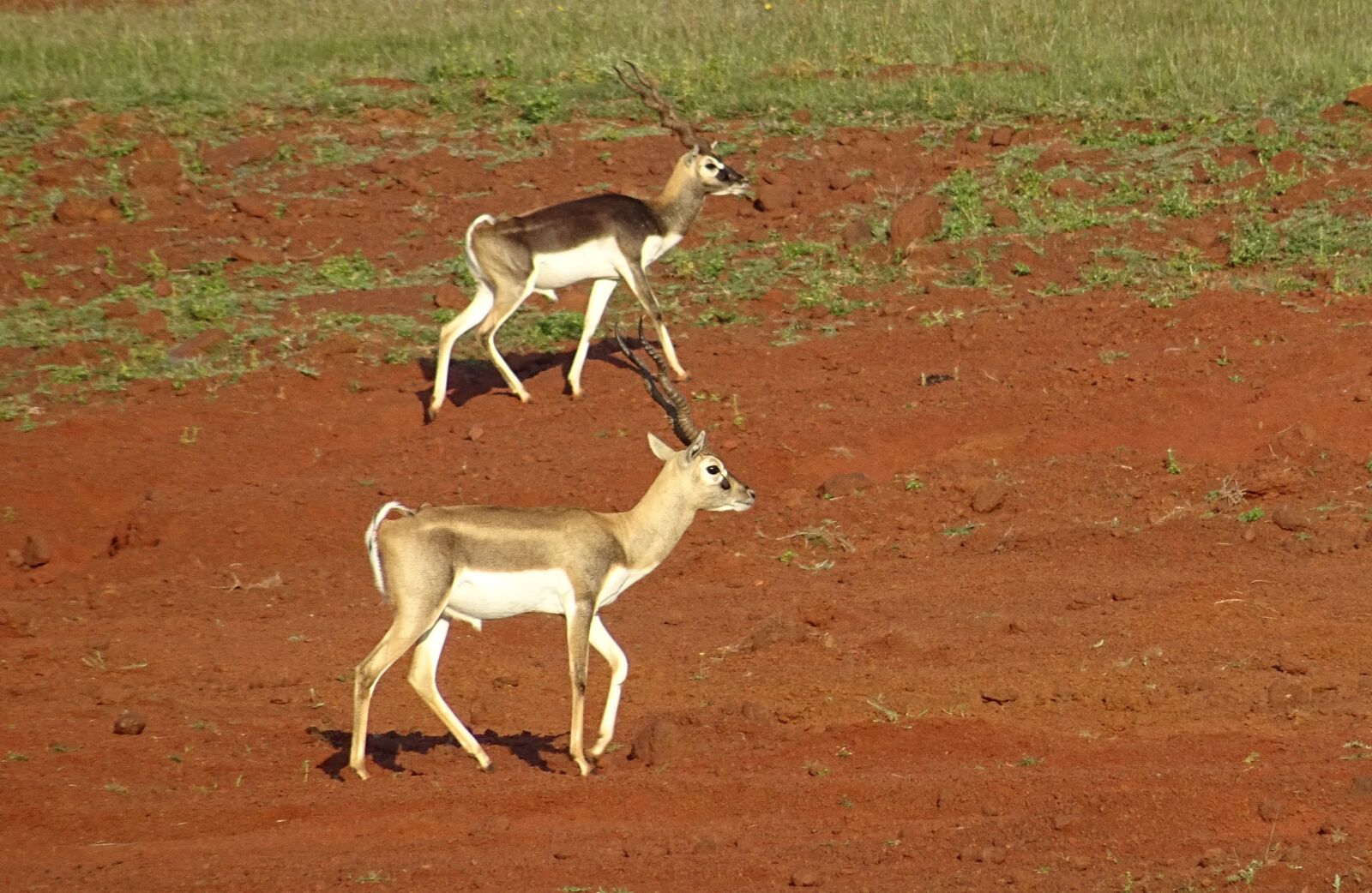 Sony DSC-HX60V sample photo. Blackbuck, antelope, wild photography