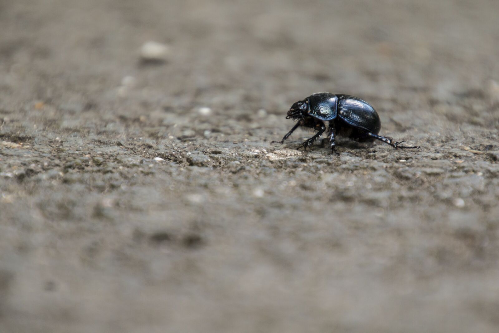 Canon EOS 70D sample photo. Beetle, insect, dung beetle photography