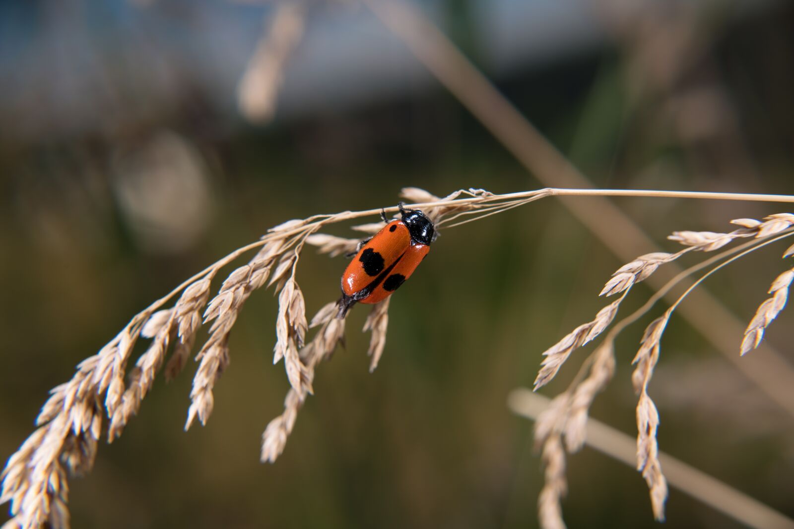 Nikon D850 sample photo. Leaf beetle, ants bag photography