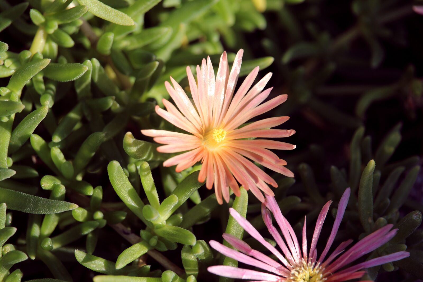 Canon EOS 1200D (EOS Rebel T5 / EOS Kiss X70 / EOS Hi) sample photo. Ice plant, salmon, flower photography
