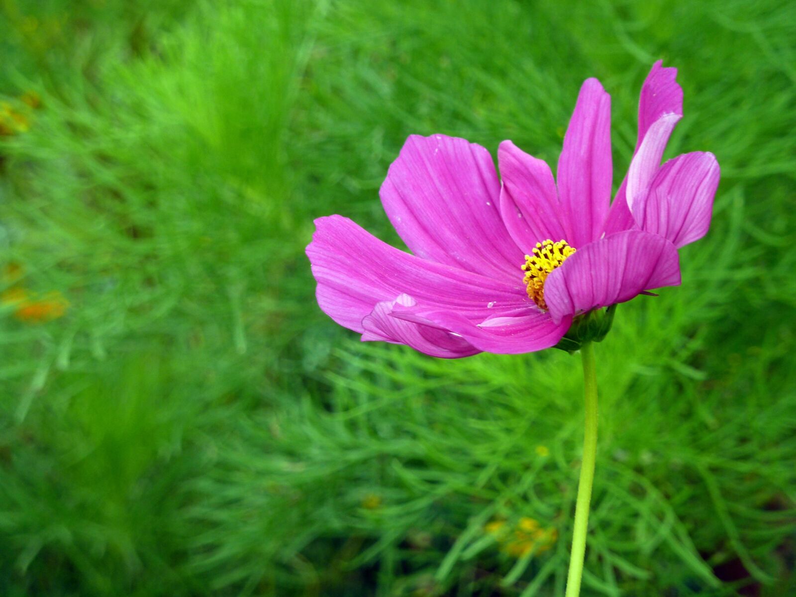 Panasonic DMC-TZ7 sample photo. Flower, blossom, bloom photography