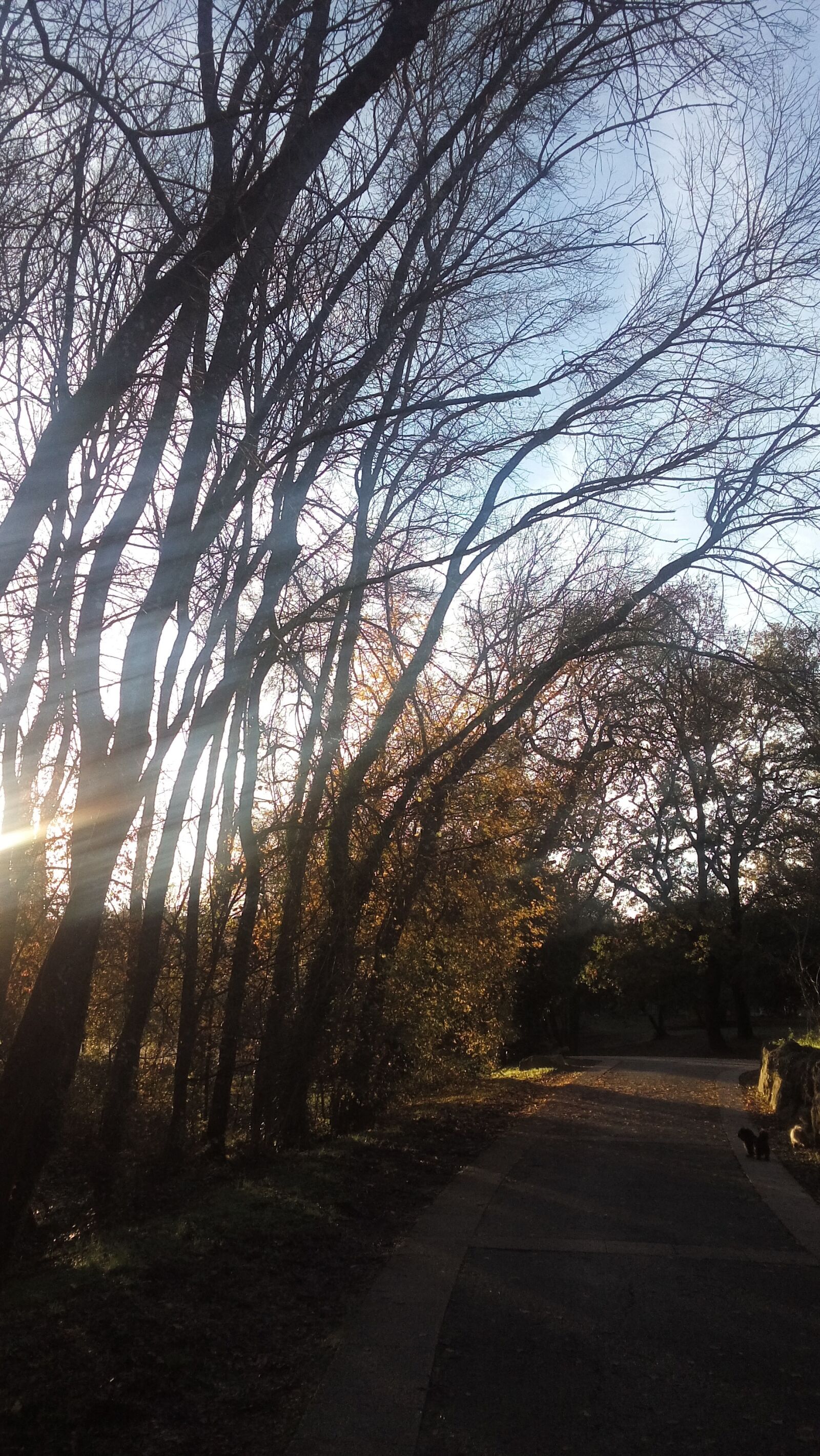 LG LBello sample photo. Trees, evening, park photography