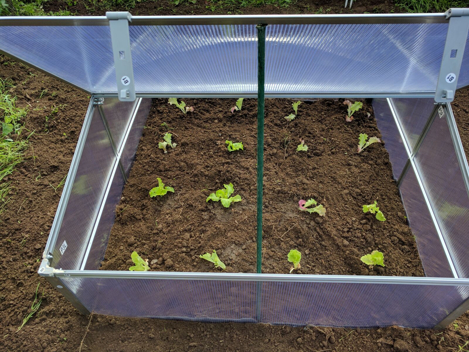 LG Nexus 5X sample photo. Mini greenhouse, lettuce, huerta photography