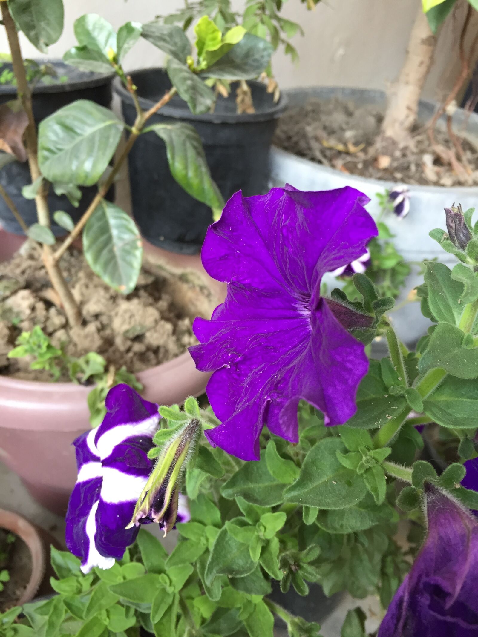 Apple iPhone 6 sample photo
