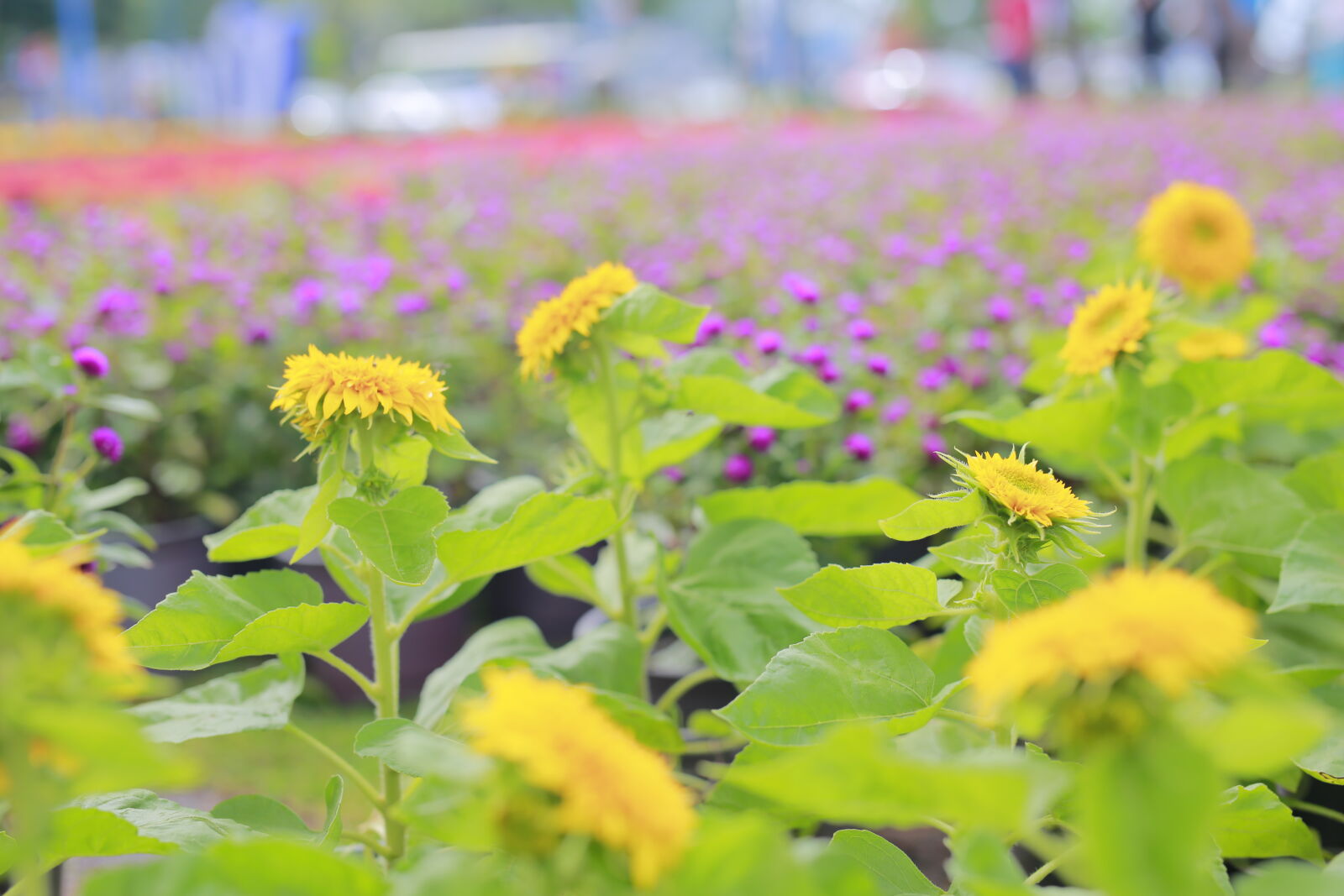 Canon EOS 6D sample photo