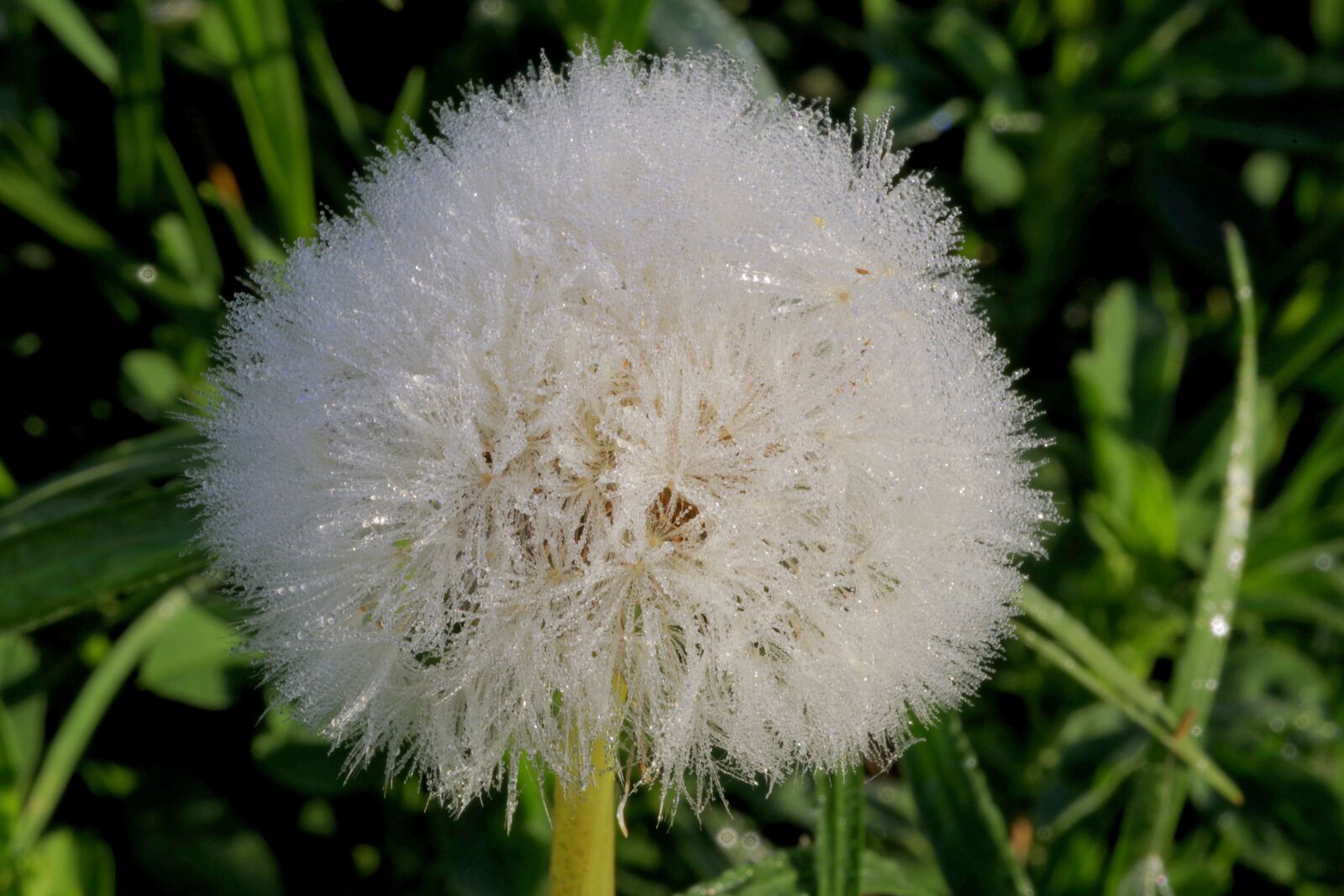 Pentax K-S2 sample photo. Dandelion, rosa, the delicacy photography