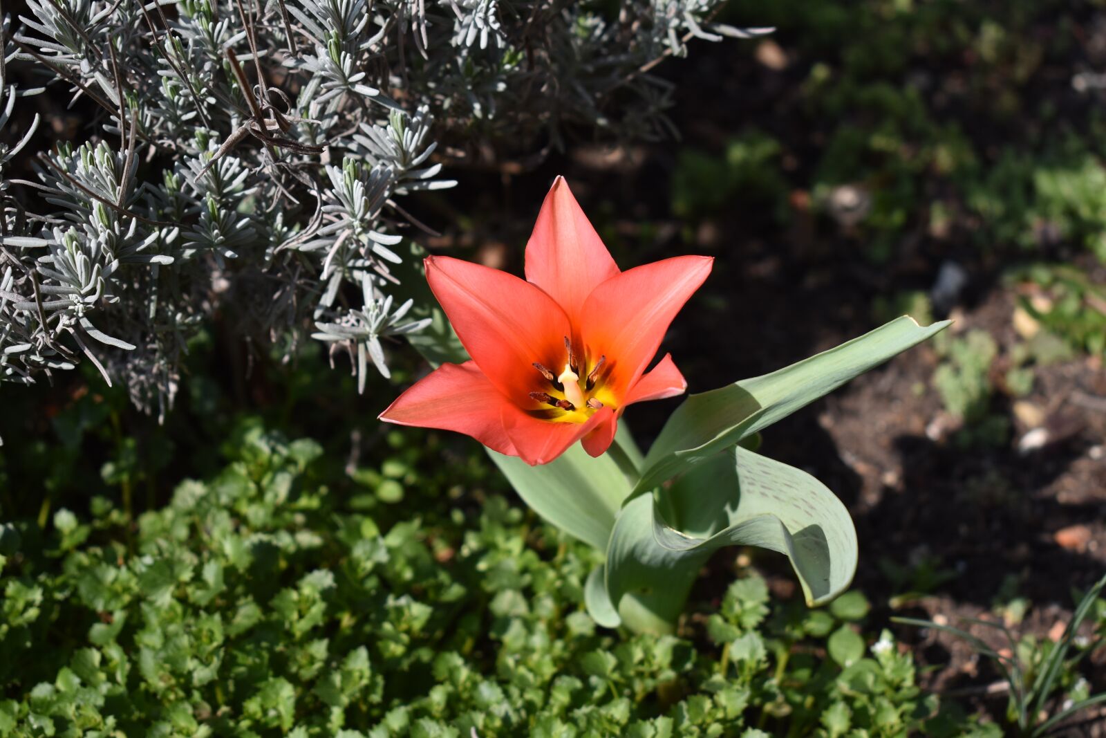 Nikon D3400 sample photo. Tulip, garden, spring photography