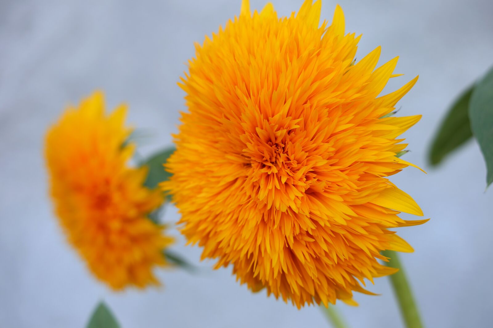 Canon EOS 6D sample photo. Decorative sunflower teddy bear photography