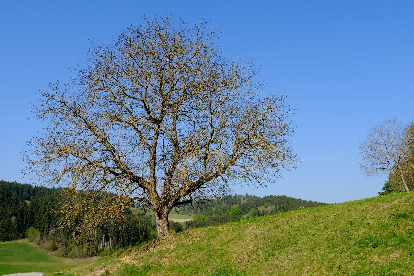 Fujifilm X-T3 sample photo. Tree, old, landscape photography