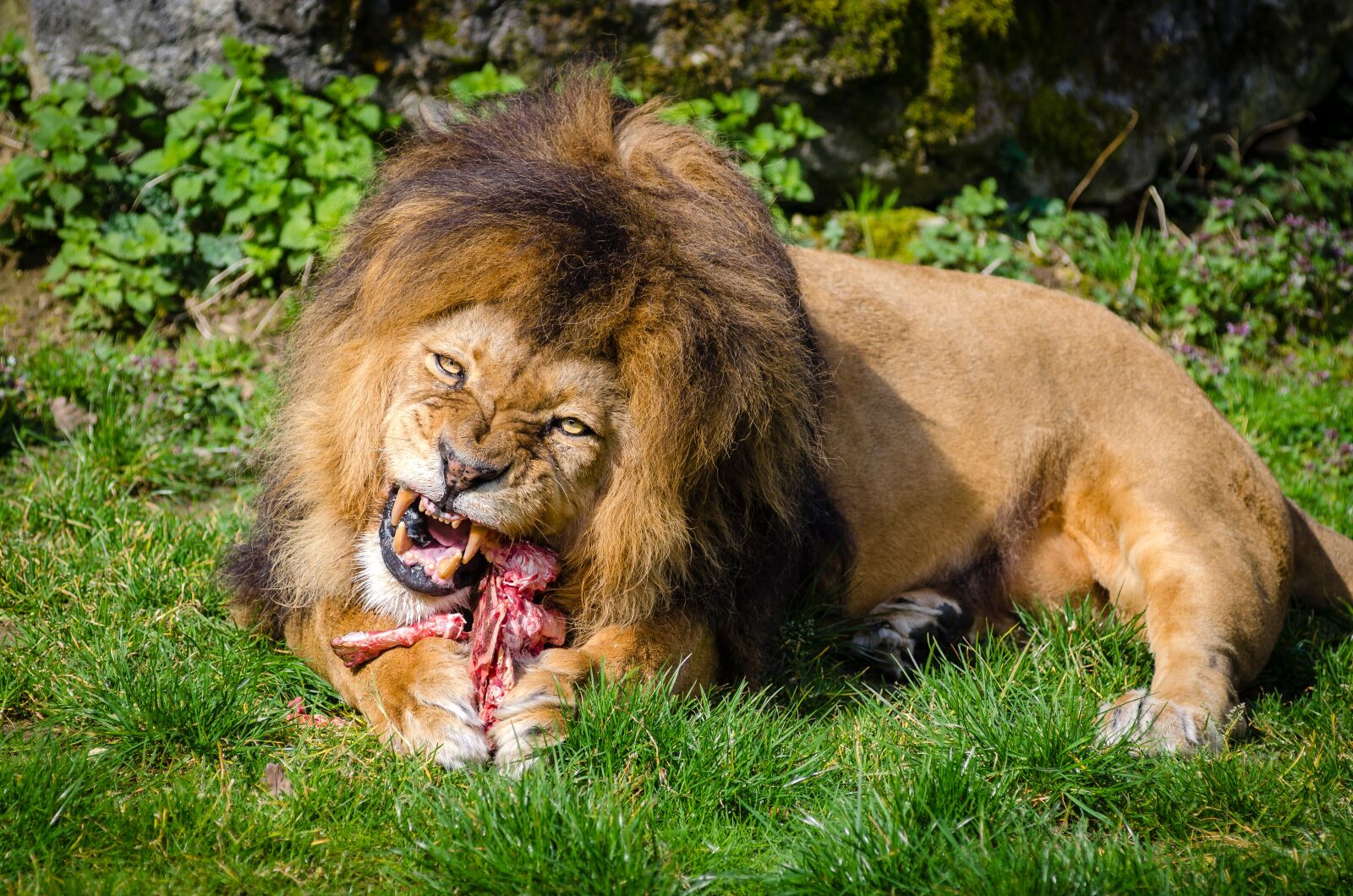 AF Zoom-Nikkor 80-200mm f/2.8 ED sample photo. Brown, lion, eating, meat photography