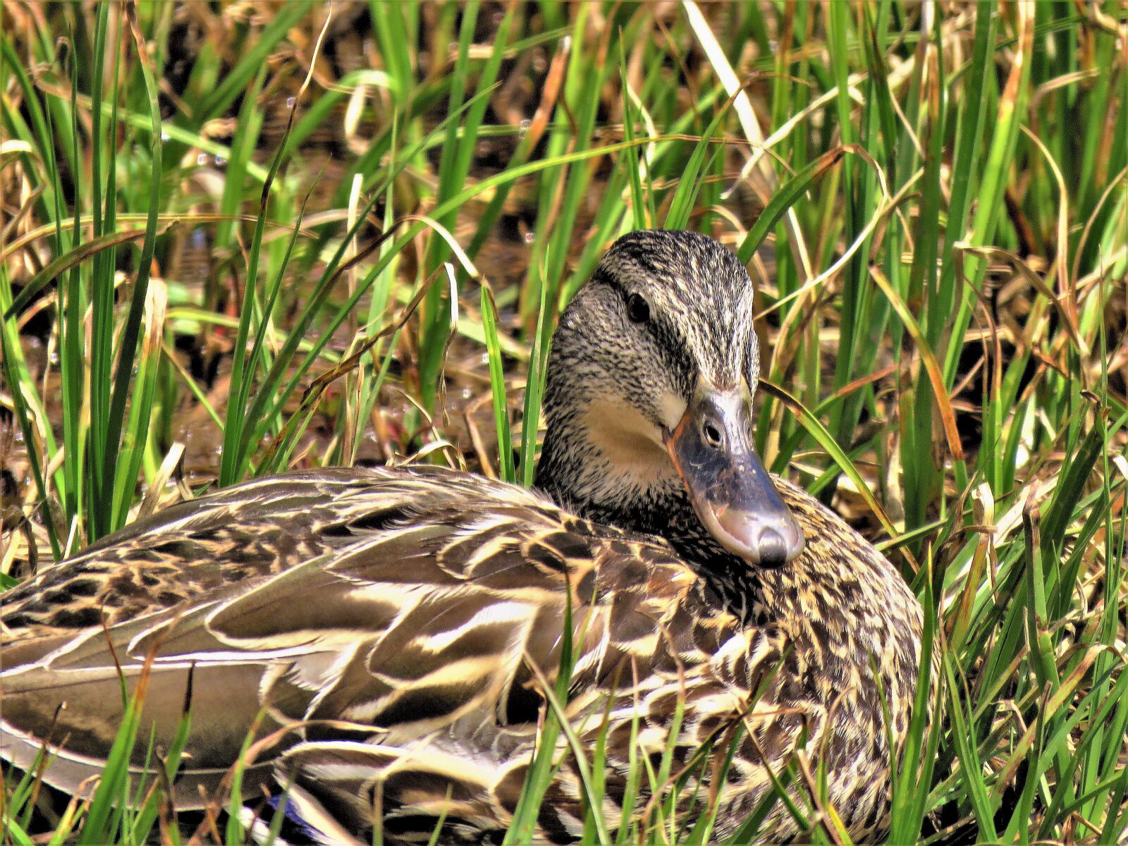 Canon PowerShot SX60 HS sample photo. Waterfowl, wild, reeds photography