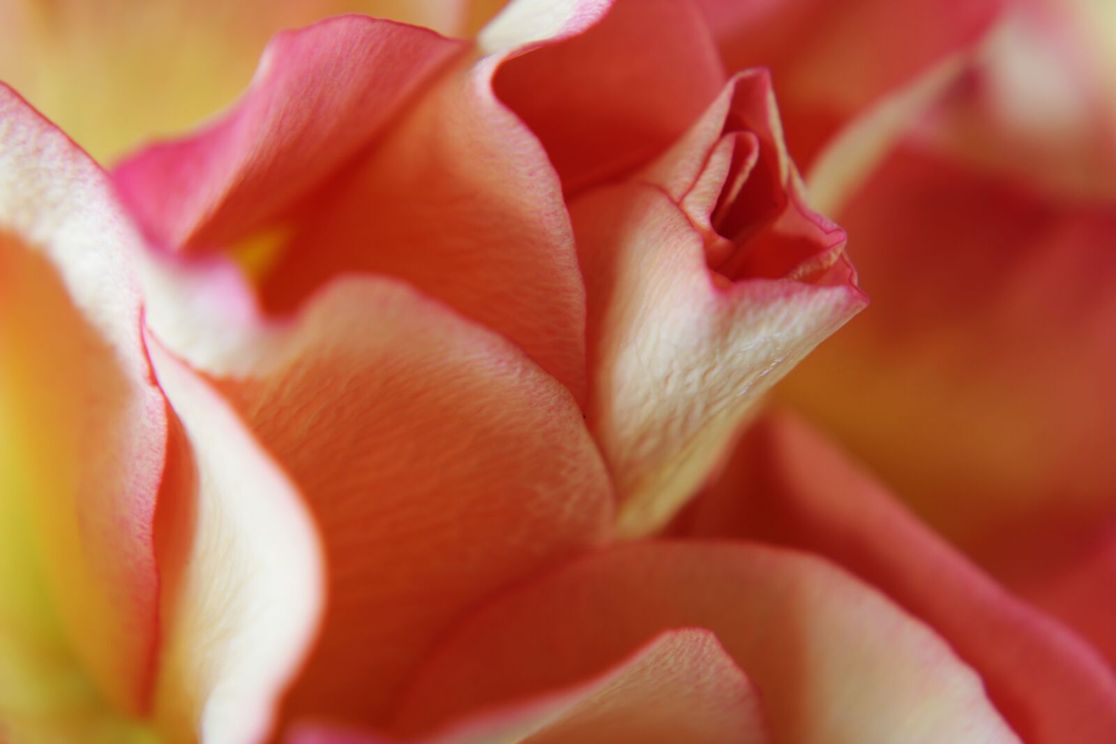 Canon EOS 2000D (EOS Rebel T7 / EOS Kiss X90 / EOS 1500D) sample photo. Pink rose, yellow rose photography
