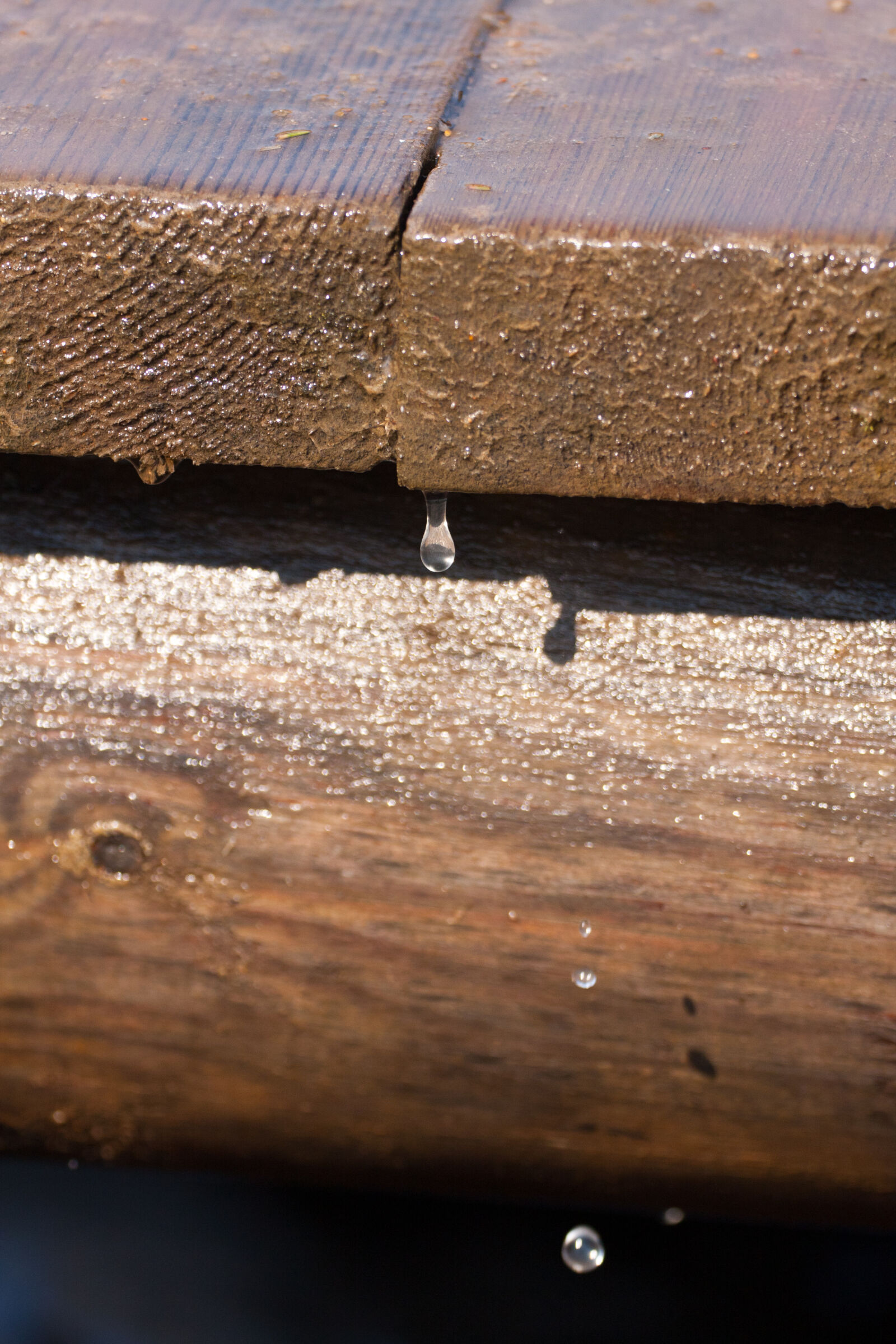Canon EF 180mm F3.5L Macro USM sample photo