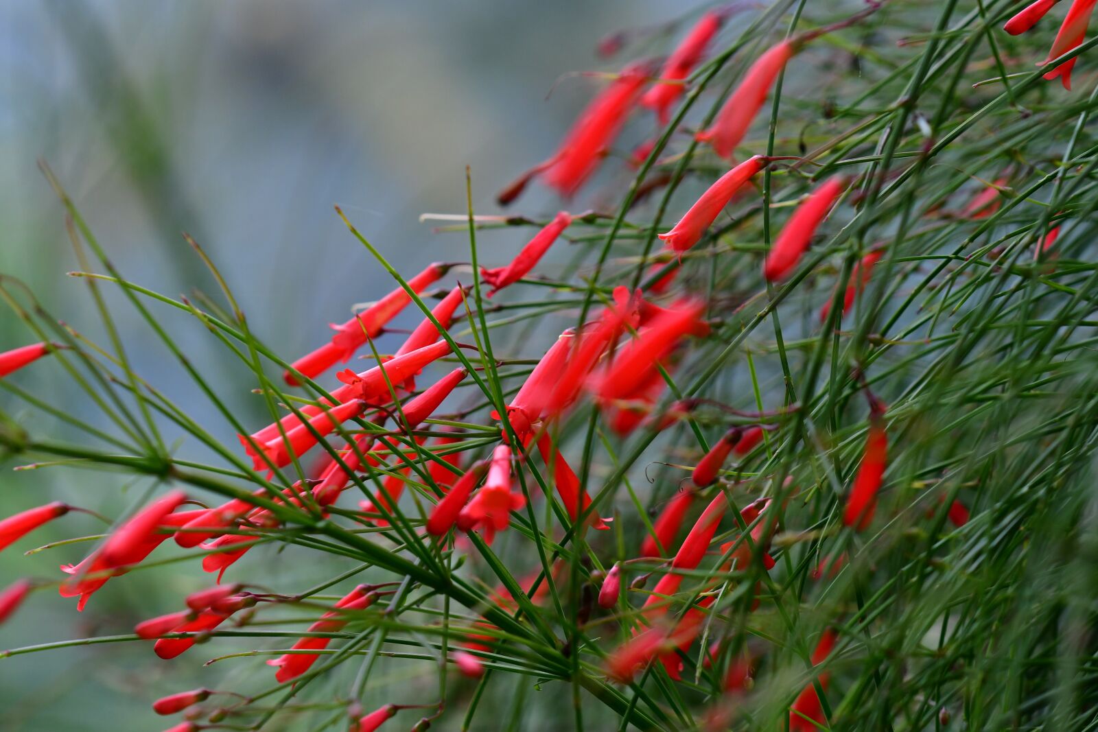 Nikon D500 sample photo. Red fountain plant, coral photography