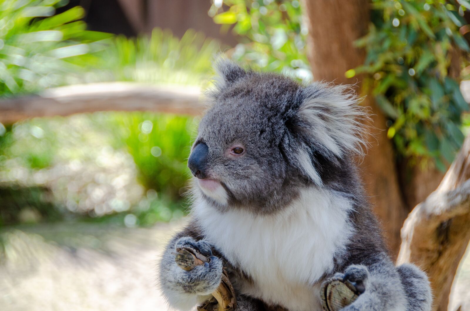 Nikon D5100 sample photo. Koala, mammal, marsupial photography