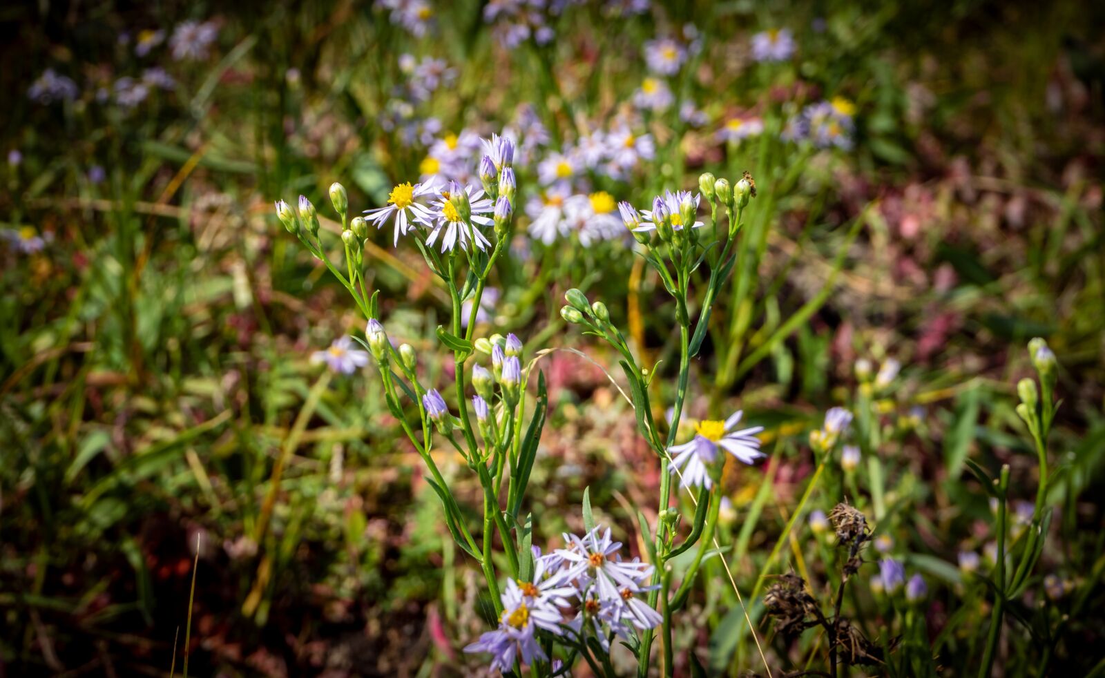 Sony a7 II + Sony FE 28-70mm F3.5-5.6 OSS sample photo. Flowers, blossom, bloom photography