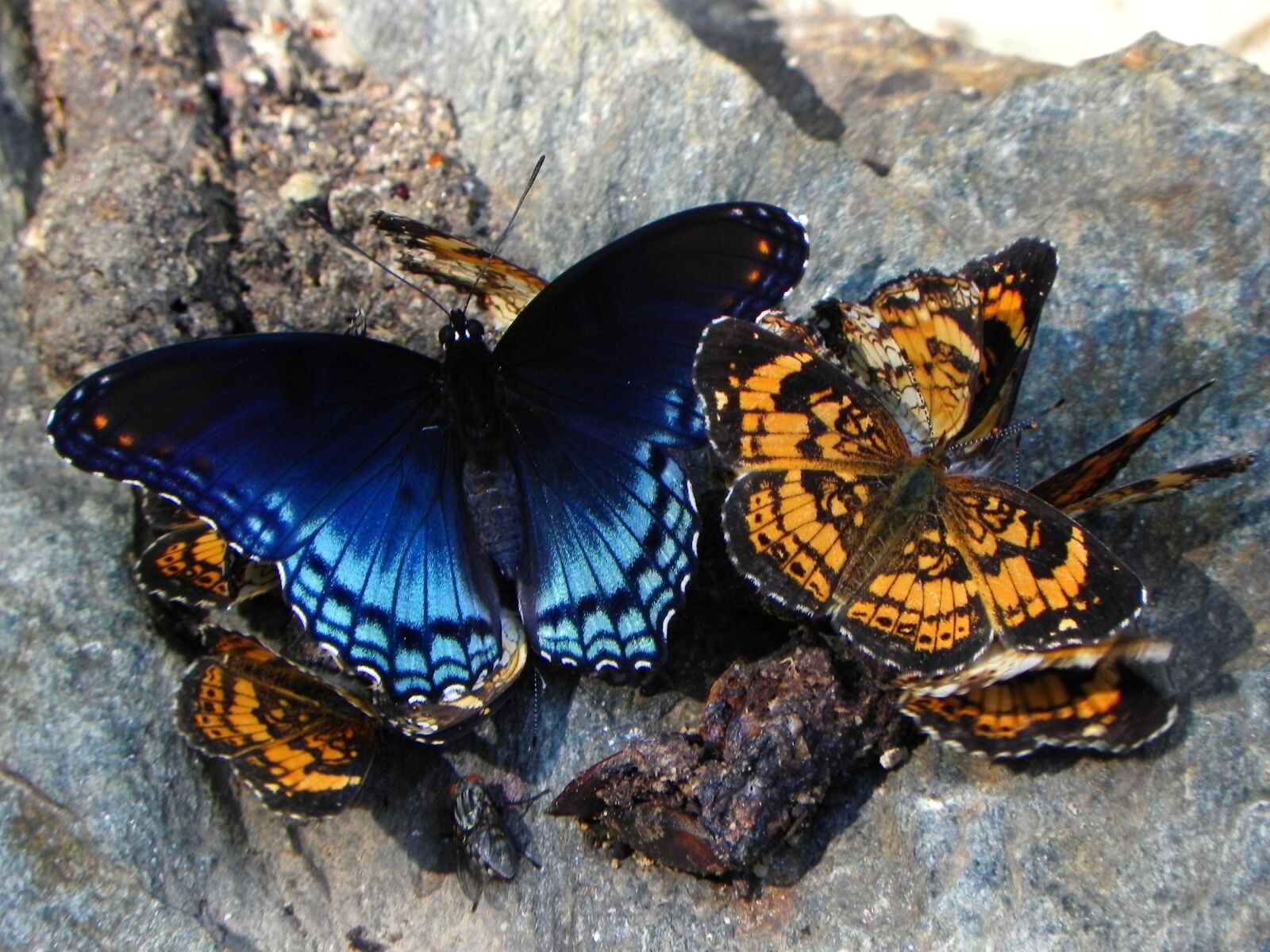 Nikon Coolpix P100 sample photo. Butterflies, pearl crescent, social photography