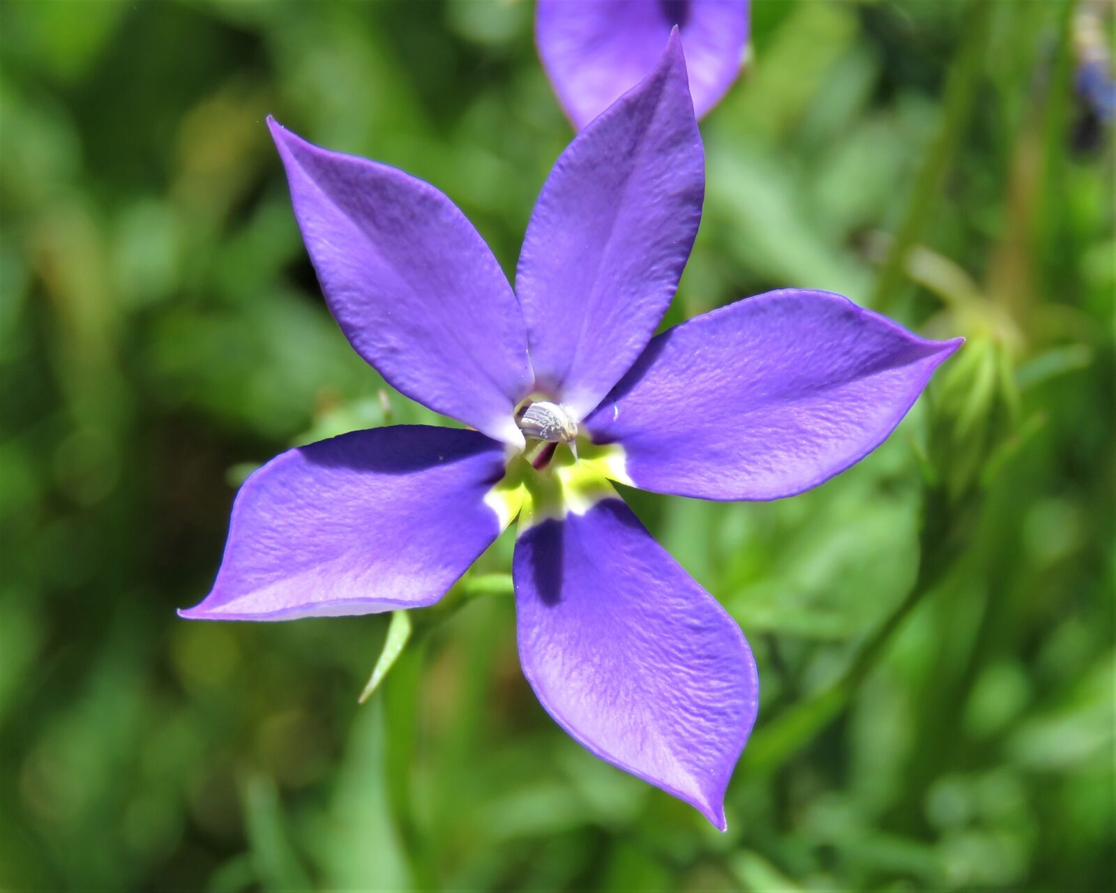 Canon PowerShot SX60 HS sample photo. Flower, nature, flora photography