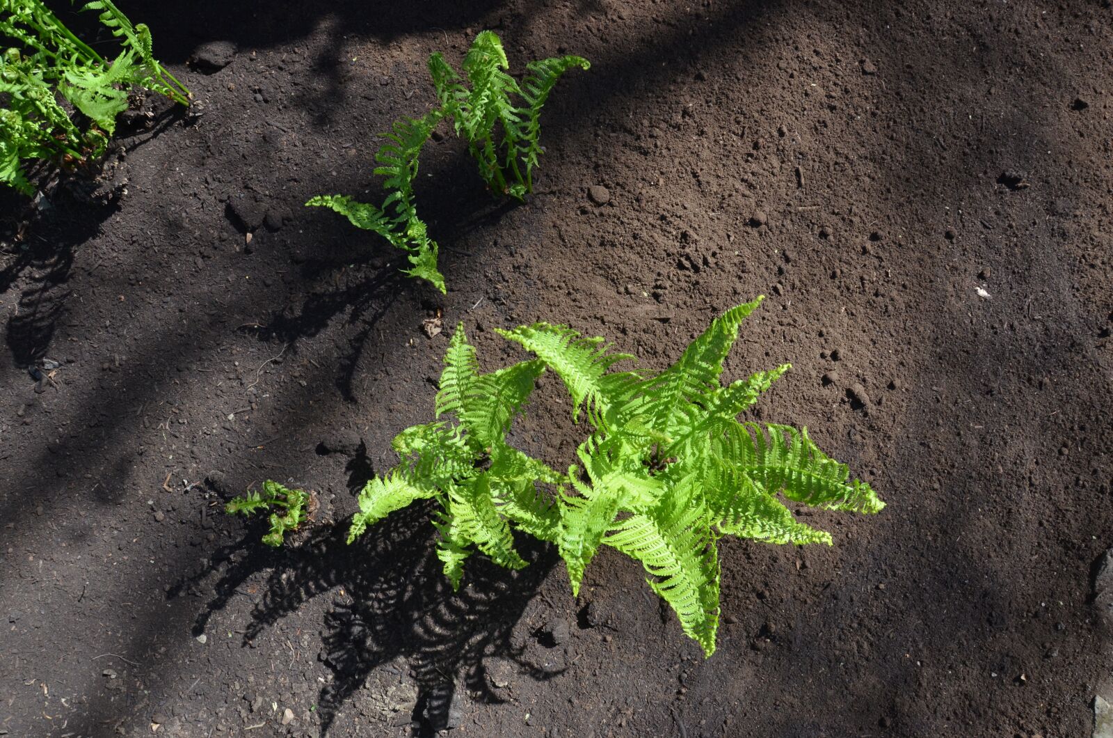 Nikon D7000 sample photo. Ground, soil, outdoor photography