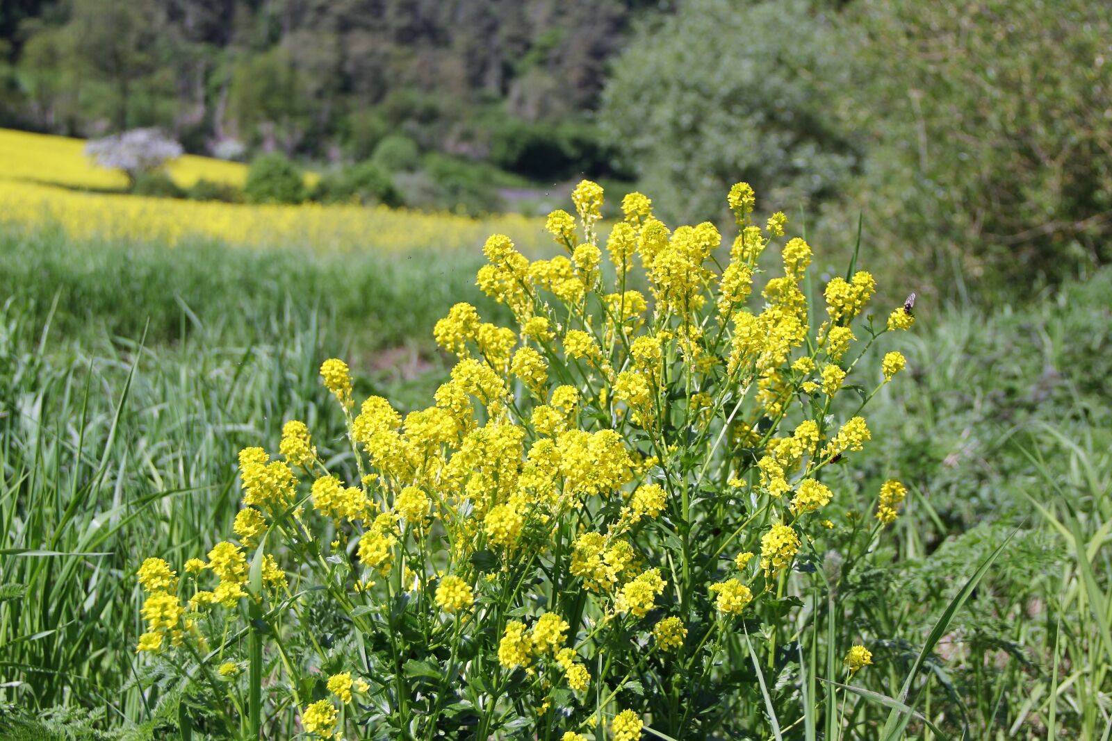 Canon EF-S 18-135mm F3.5-5.6 IS sample photo. Yellow, plant, flowers photography