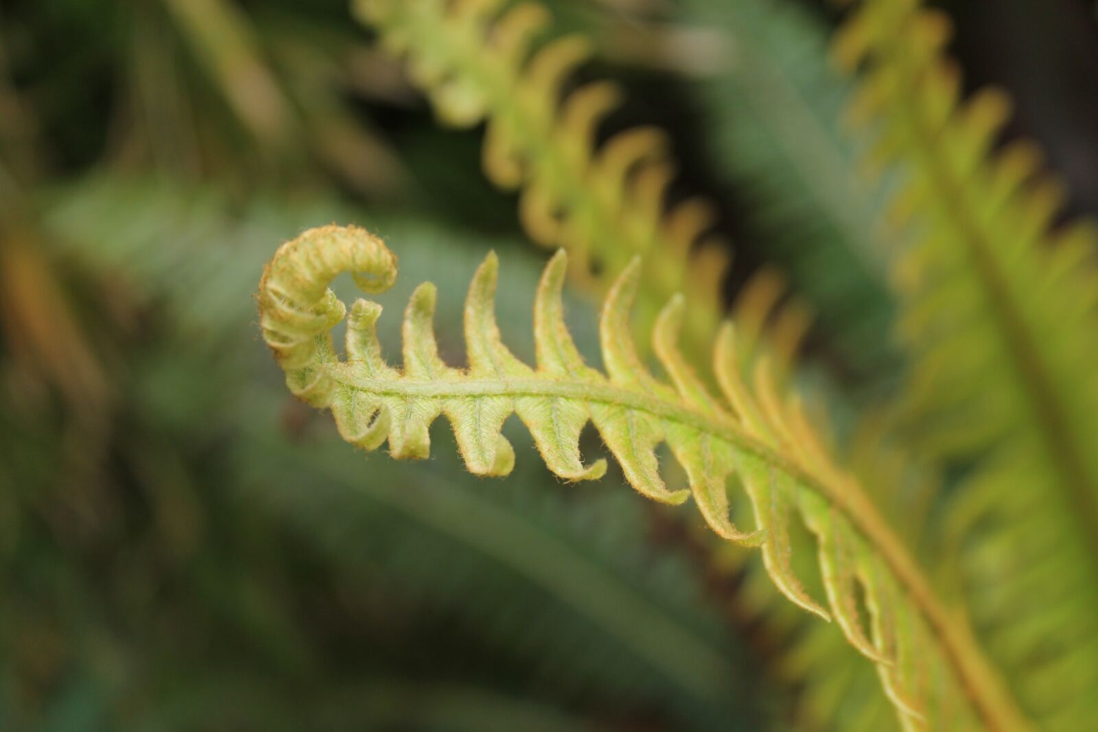 Canon EOS 1100D (EOS Rebel T3 / EOS Kiss X50) sample photo. Garden, plant, fern photography