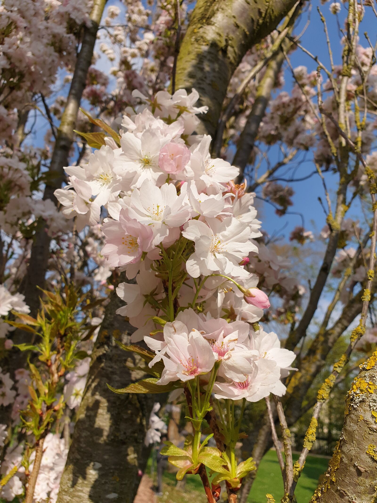 Samsung Galaxy S9 sample photo. Flowers, nature, spring photography