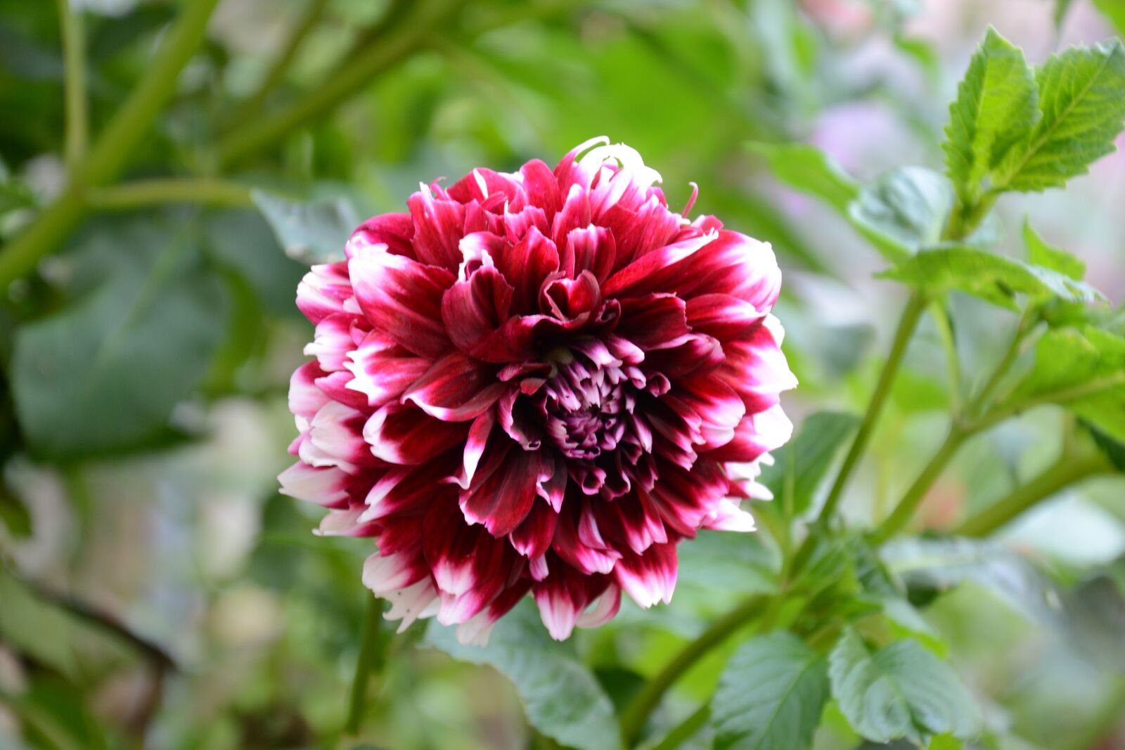 Nikon D3100 sample photo. Flower, white, red photography