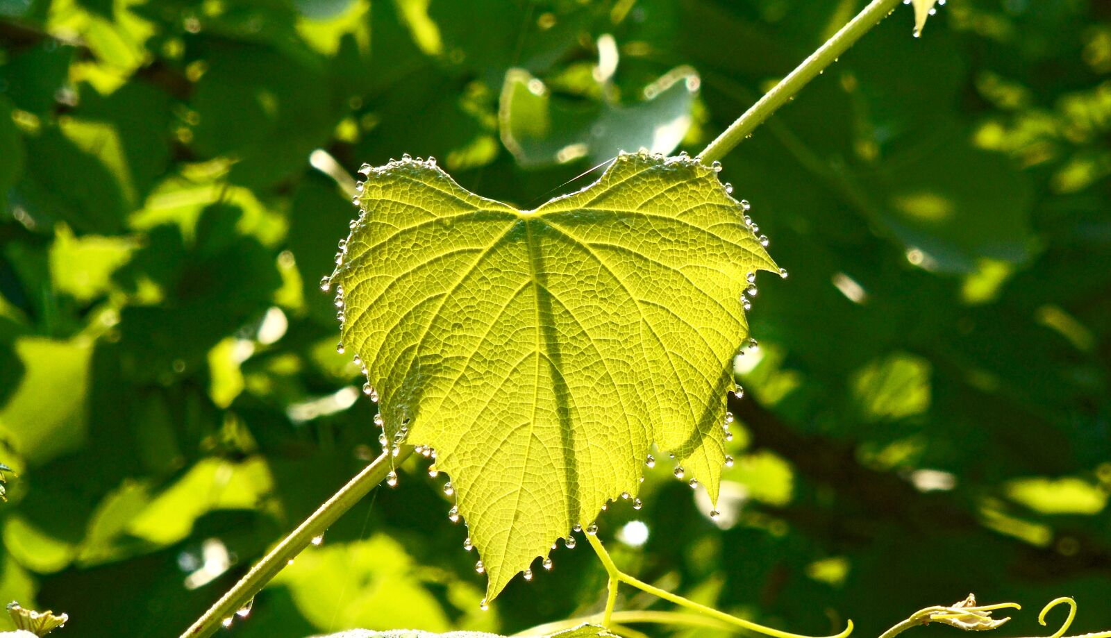 Sony Cyber-shot DSC-H400 sample photo. Leaf, rosa, nature photography