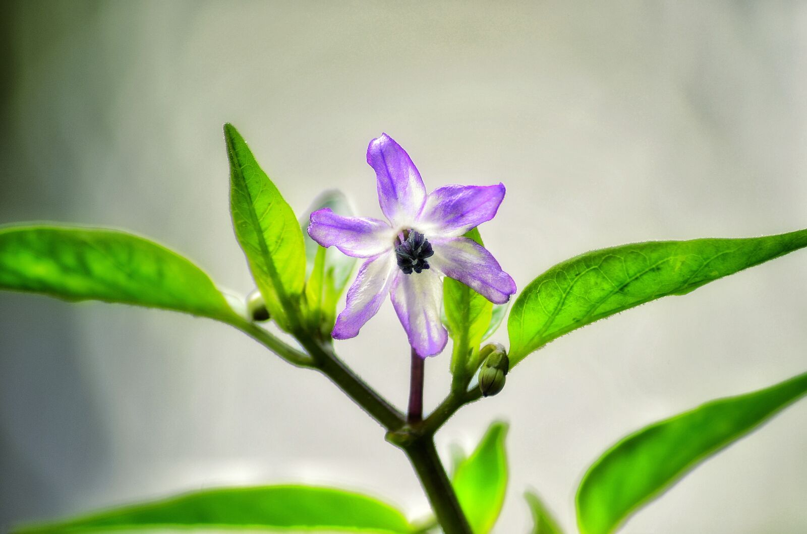 Nikon D5100 sample photo. Browallia speciosa, flower, on photography