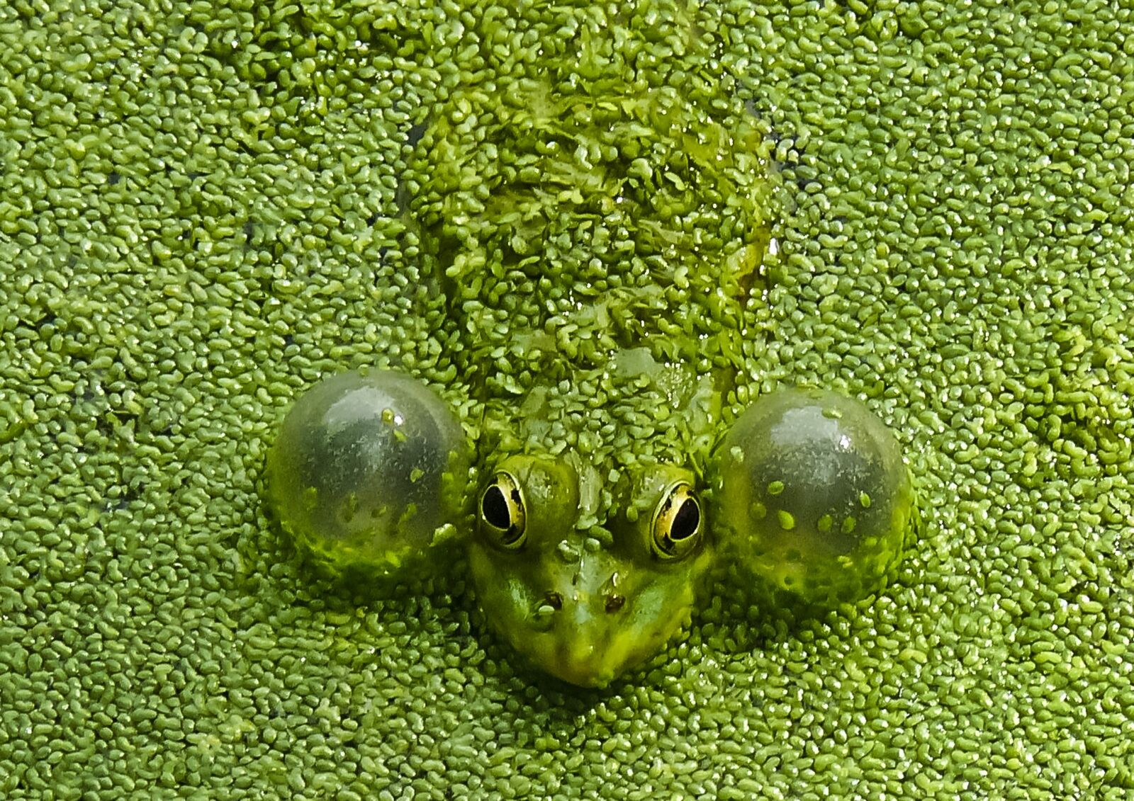 Panasonic DMC-FZ50 sample photo. Nature, lawn, frog photography