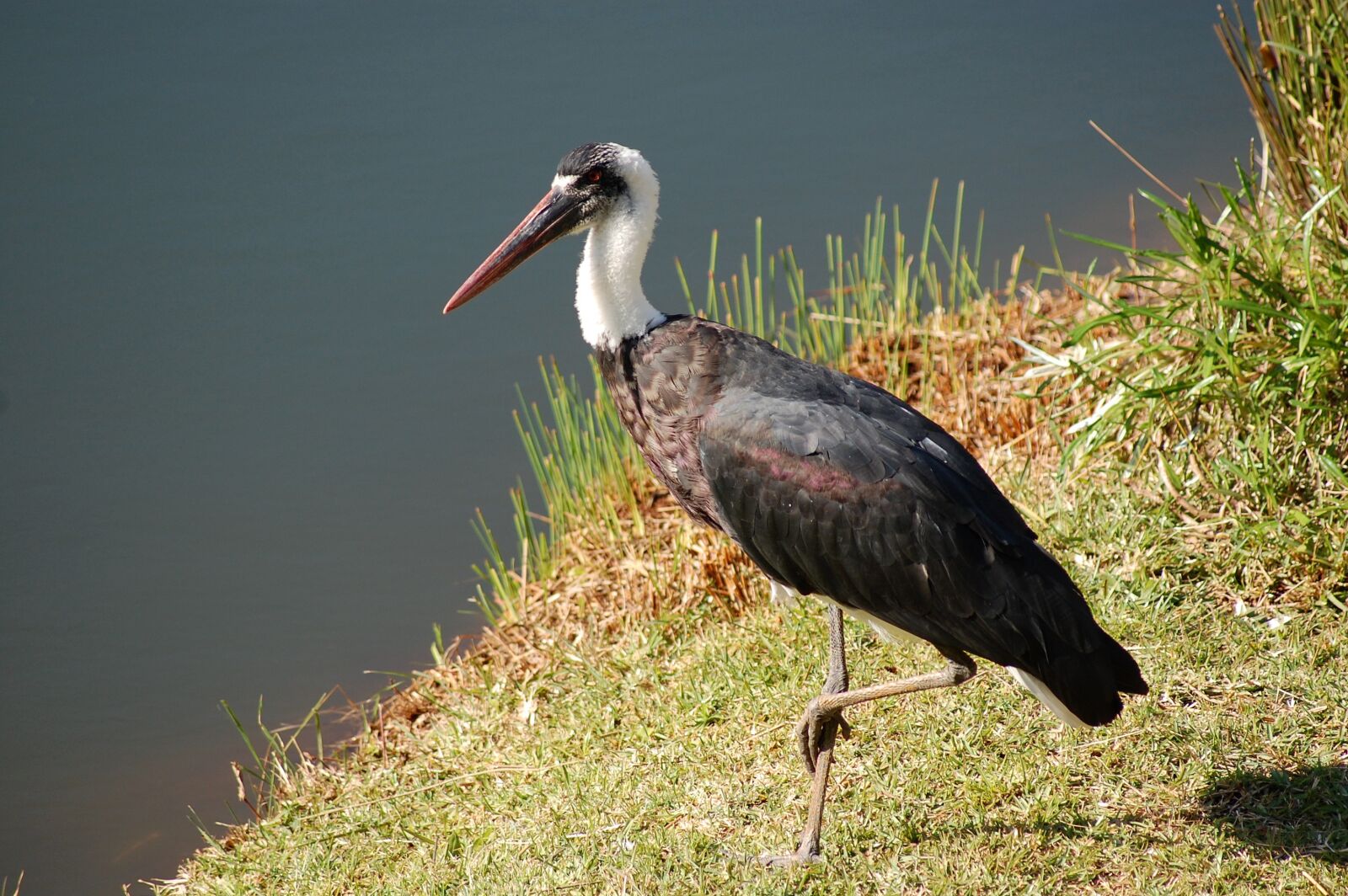 Nikon D40 sample photo. Woolly, necked, stork photography