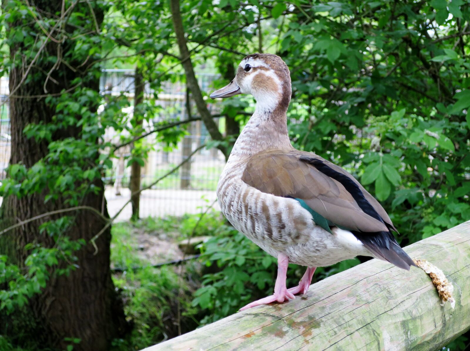 Canon PowerShot S120 sample photo. Duck, house animal farm photography